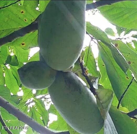 Englewood, Tennessee, 37329, United States, 2 Bedrooms Bedrooms, ,3 BathroomsBathrooms,Residential,For Sale,2002441