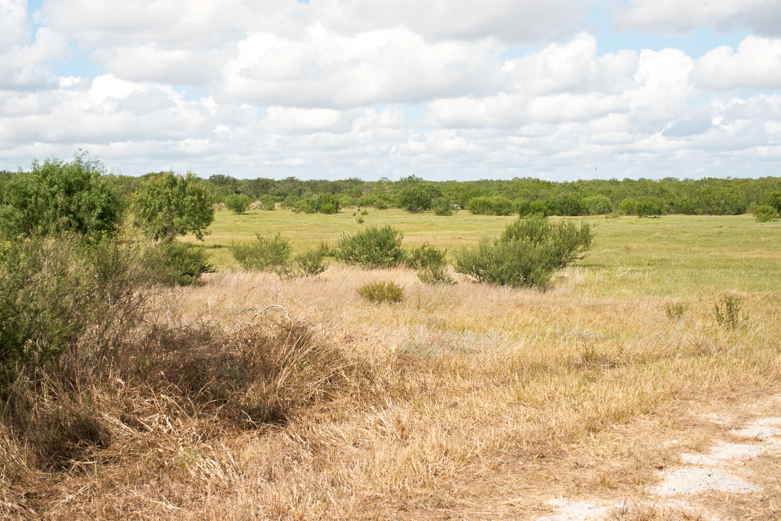  1234.89 +/- Acres, Santa Clara Ranch, Atascosa County, Falls City, TX 78113 - 物件實景