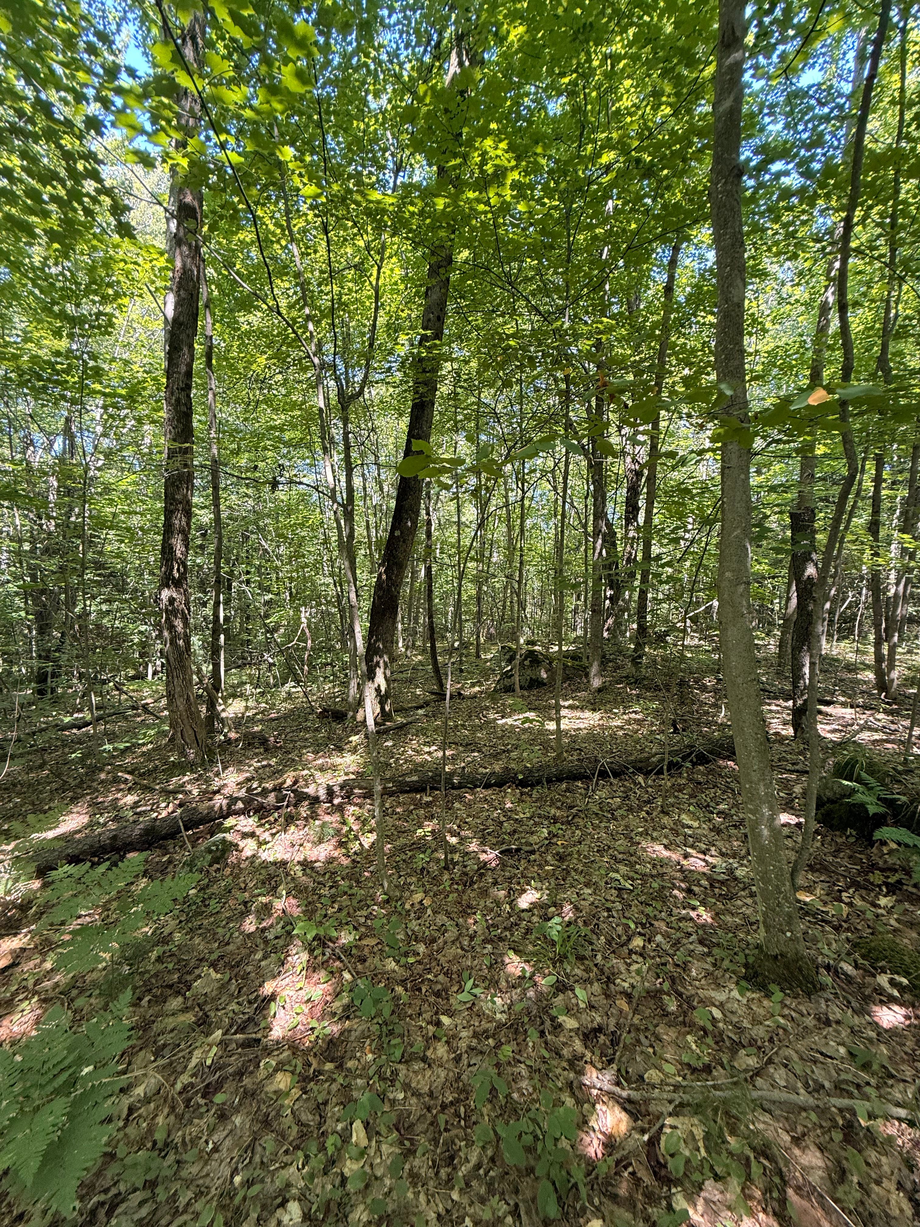  TBD Cook Road, St. Regis Falls, NY 12980 - 物件實景