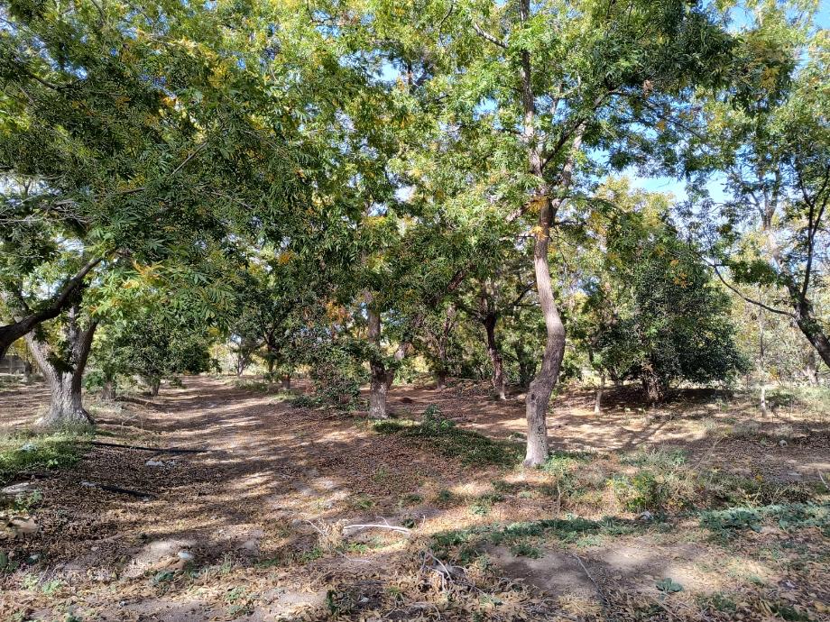 Parras, Coahuila de Zaragoza, 27987, Mexico, 1 Bedroom Bedrooms, ,Residential,For Sale,1762063