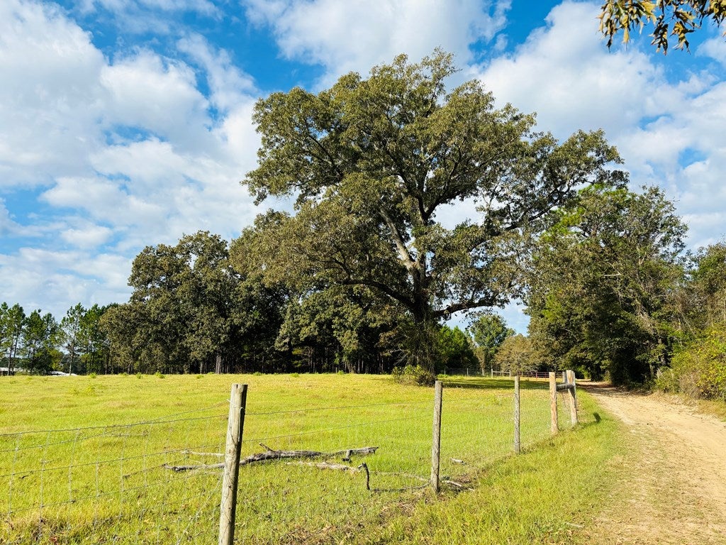 Abbeville, Georgia, 31001, United States, ,Land,For Sale,1975130