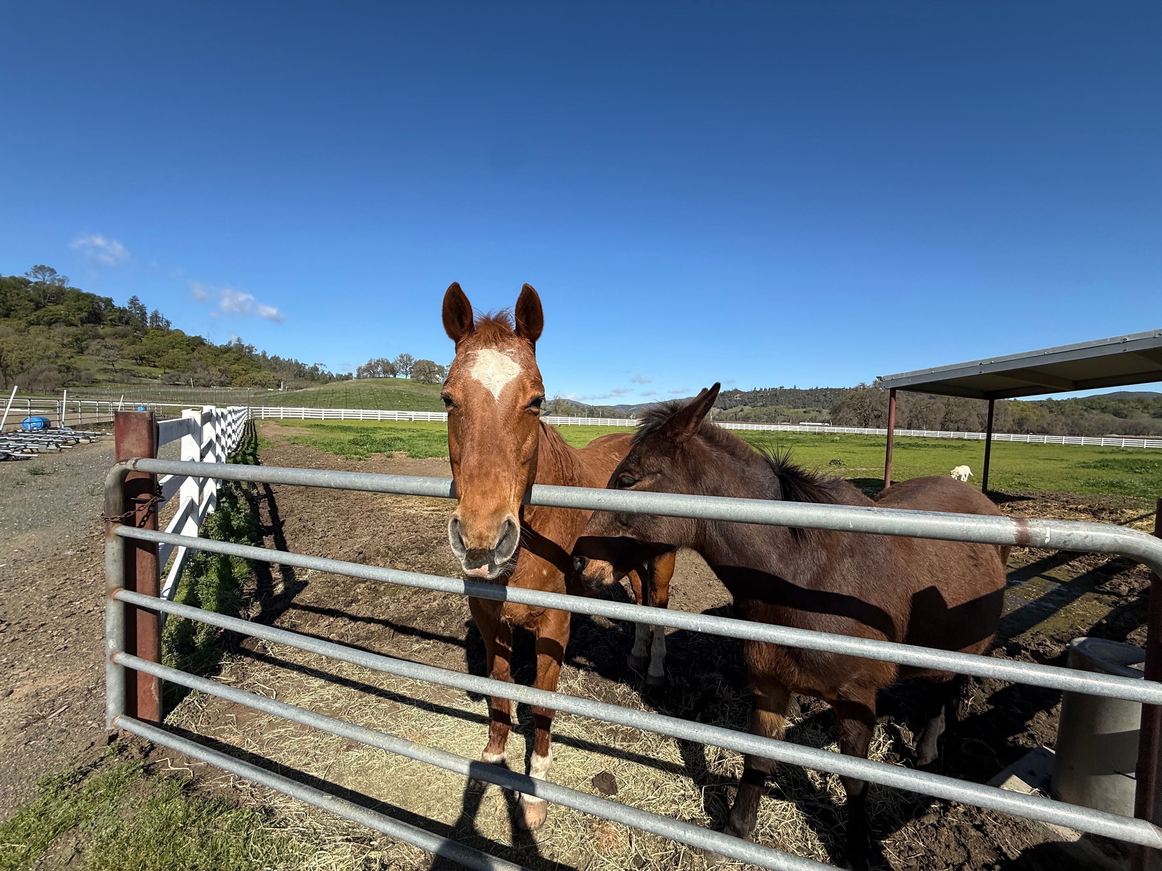  Wine Country Ranch Living - 物件實景