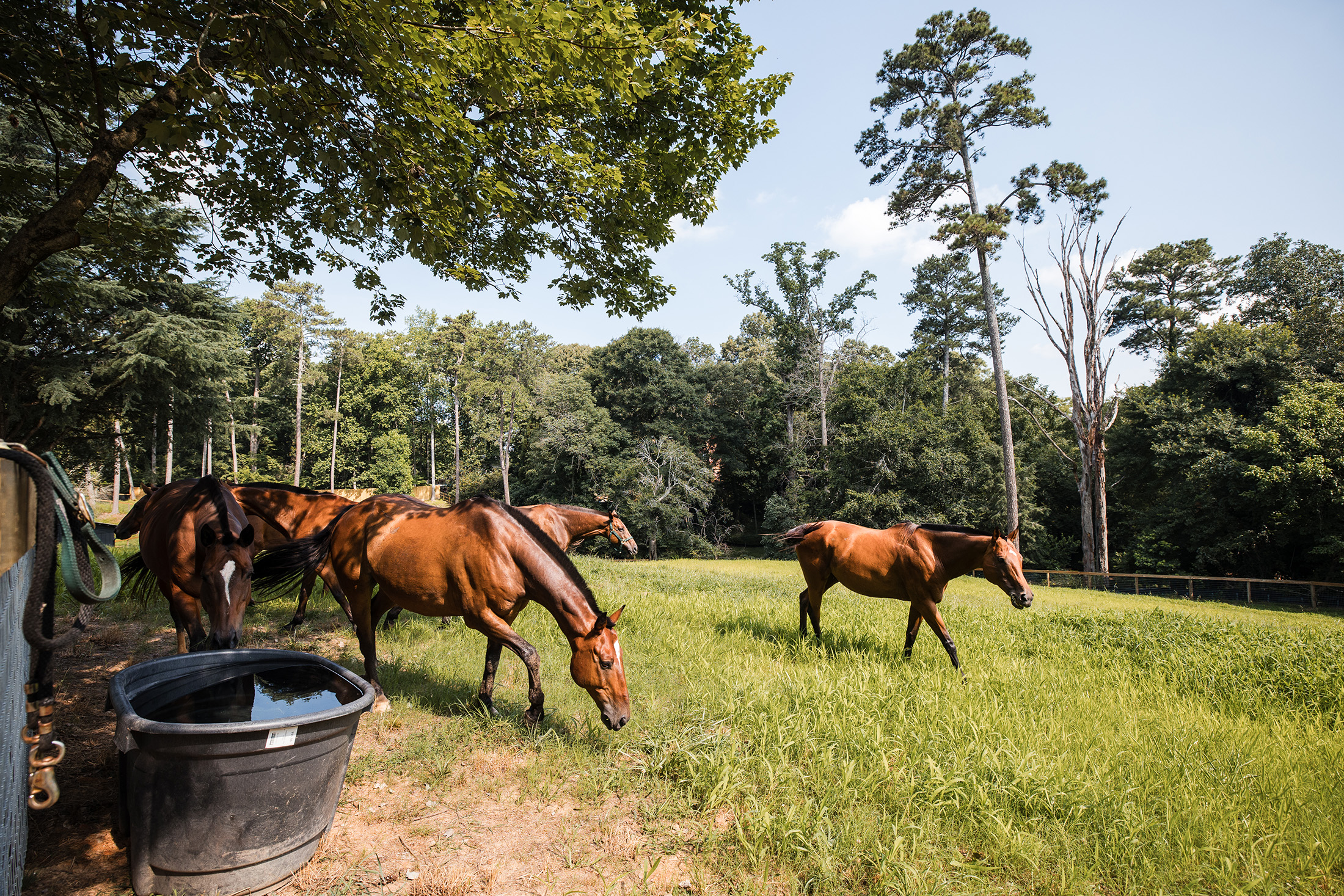  Rare Equestrian Facility with Prestigious Address - 物件實景