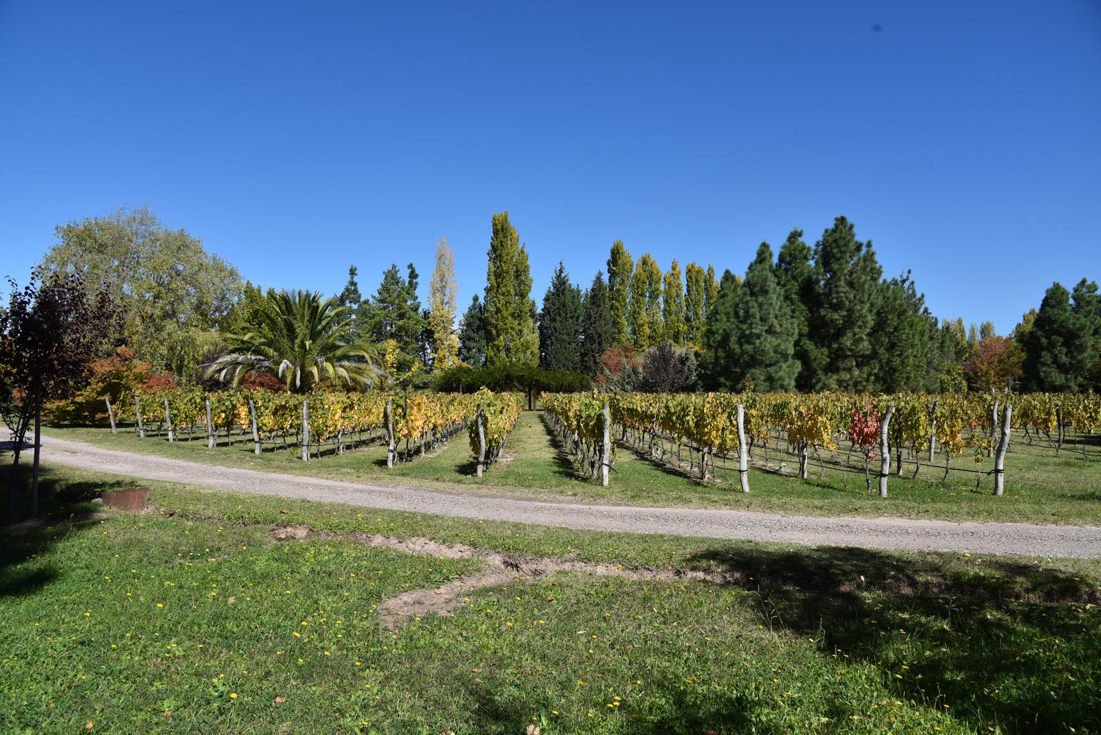 Lujan De Cuyo, AR-M, AR, 5 Bedrooms Bedrooms, ,8 BathroomsBathrooms,Residential,For Sale,1999071