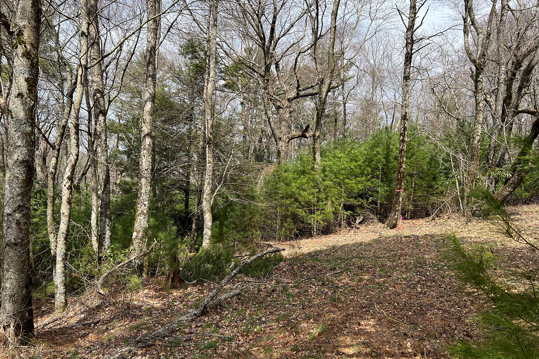  CRAIGS FOREST - BLOWING ROCK - 物件實景