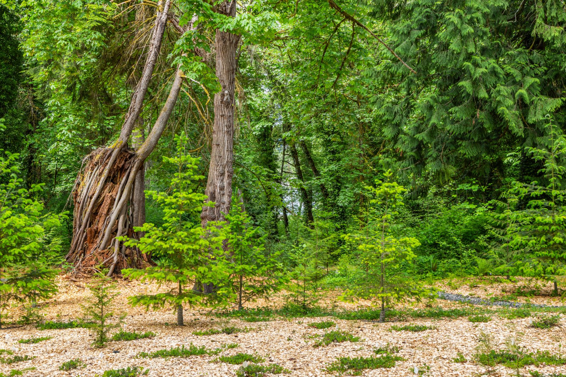  9720 NE Lofgren Rd, Bainbridge Island, WA 98110 - 物件實景