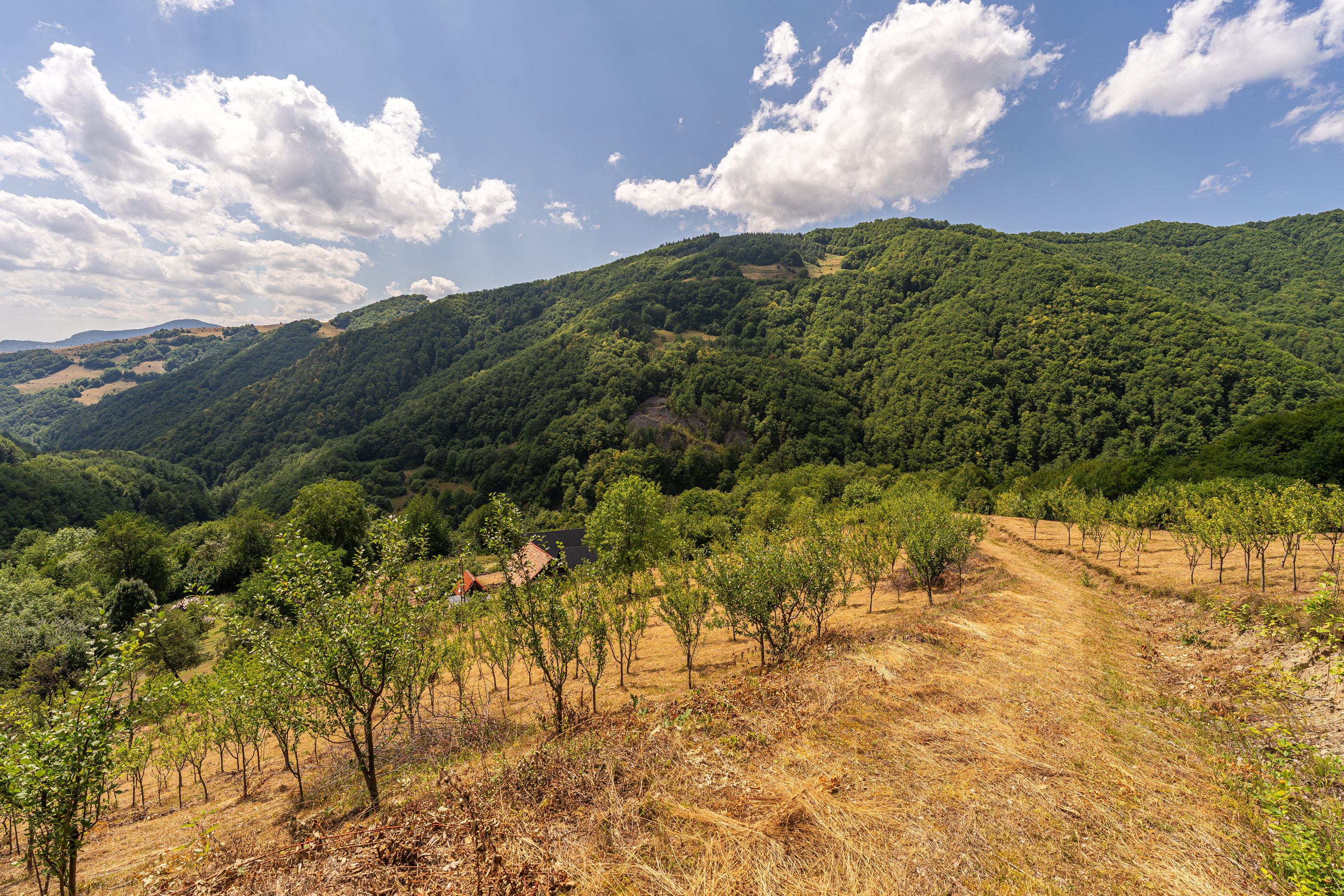  Versatile 22-Hectare Private Estate - Forested Heart of the Apuseni Mountains - 物件實景