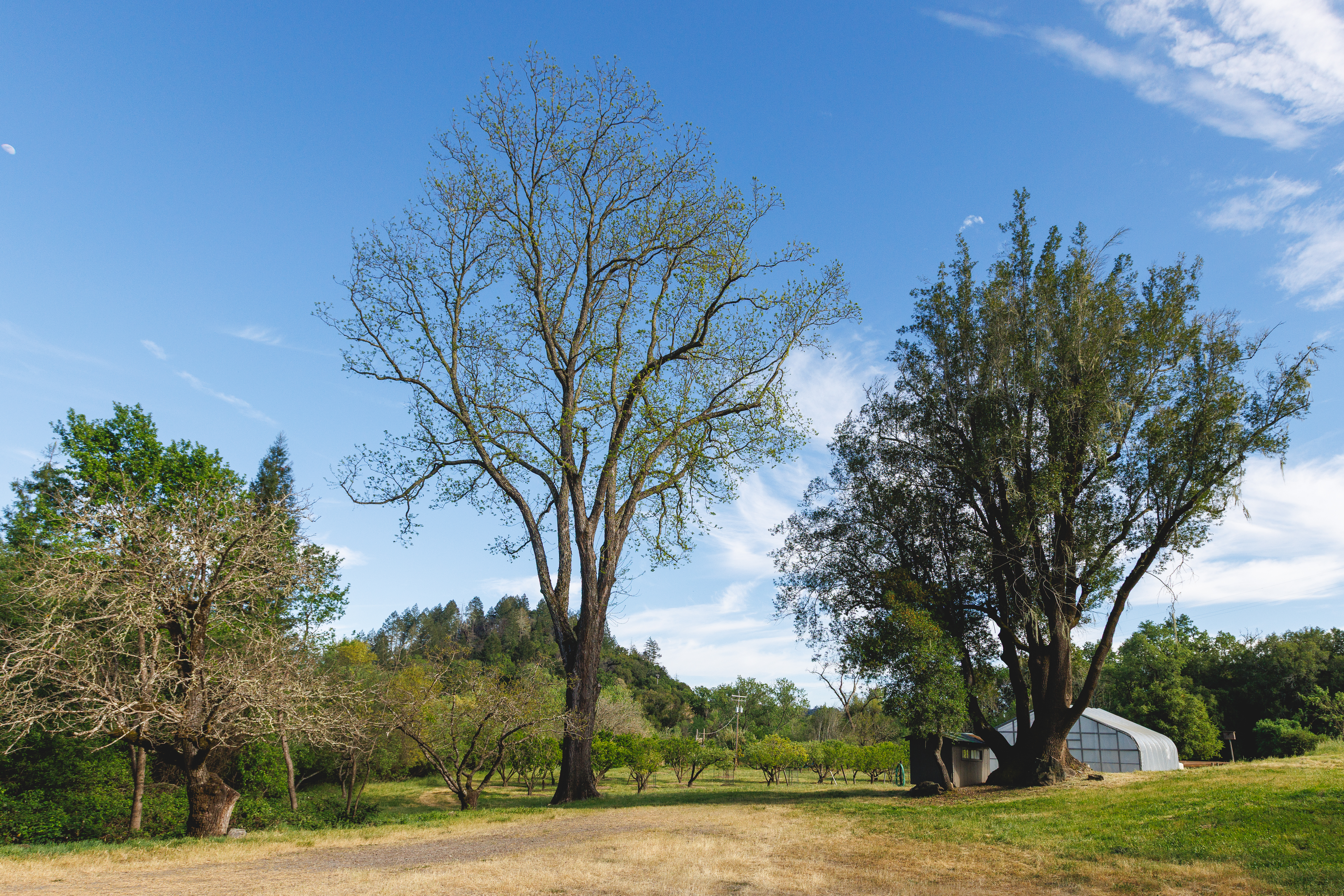  6225 West Soda Rock Lane, Healdsburg, CA 95448 - 物件實景