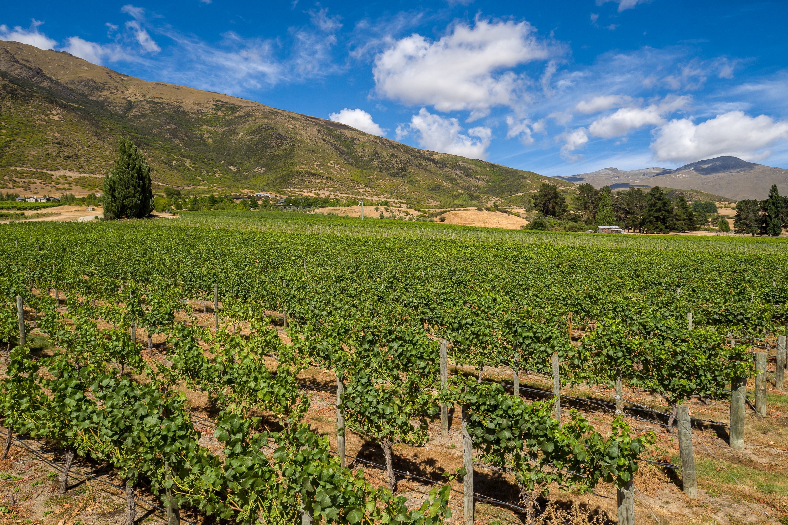  Award Winning Vineyard - 物件實景
