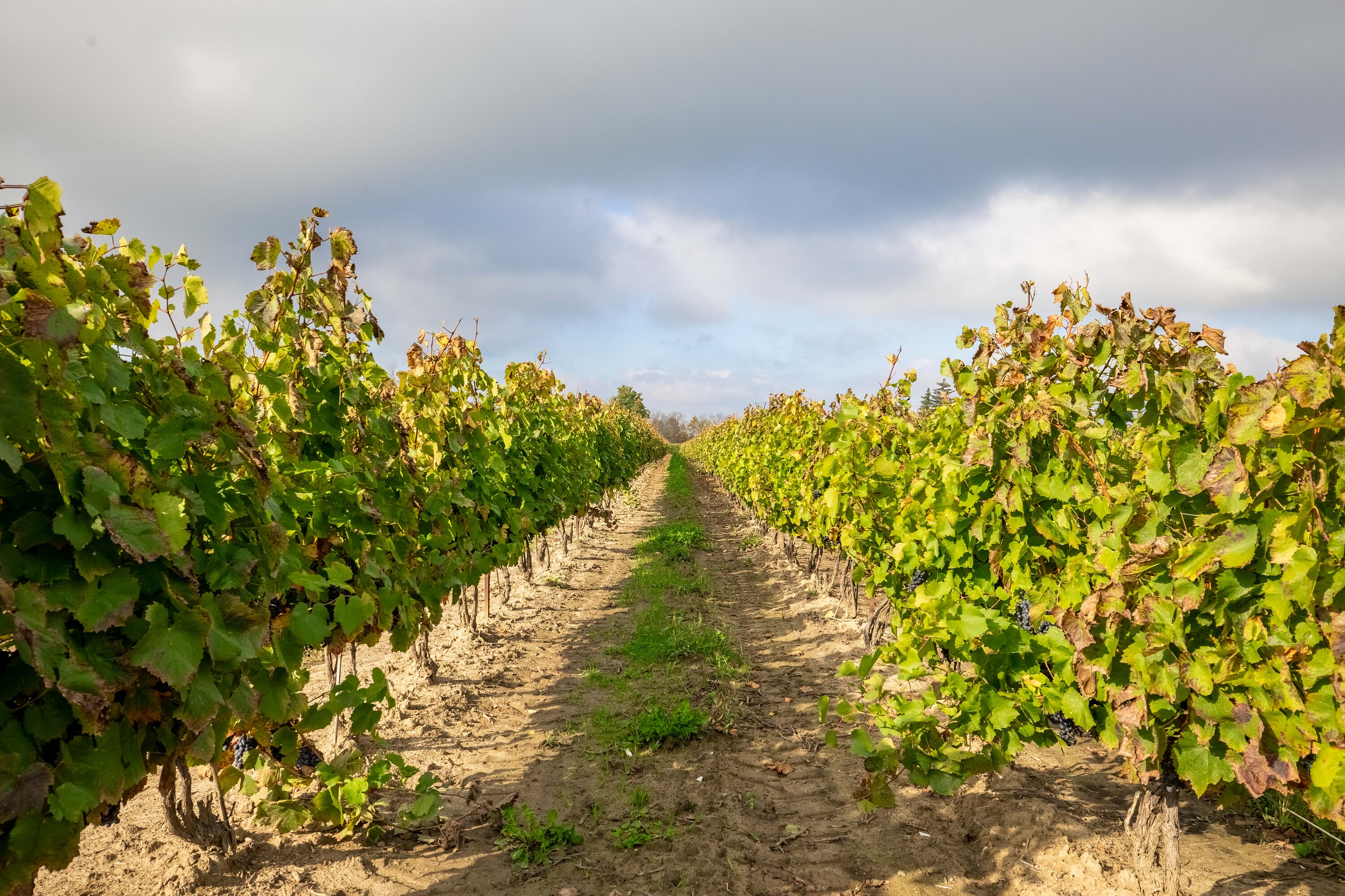  Fully Established Vineyard - 物件實景