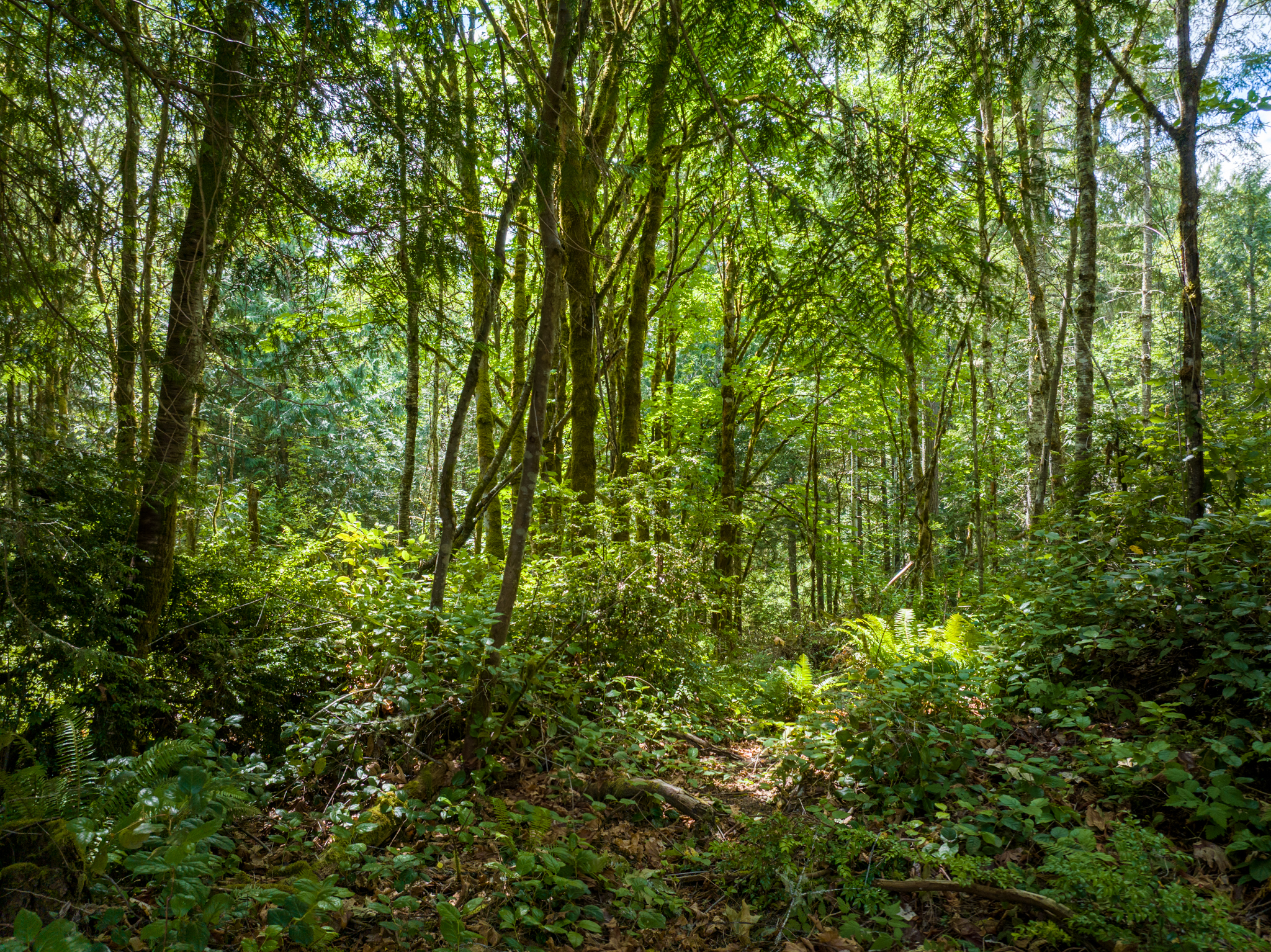  Lot A Bucsit Lane Northeast, Bainbridge Island, WA 98110 - 物件實景