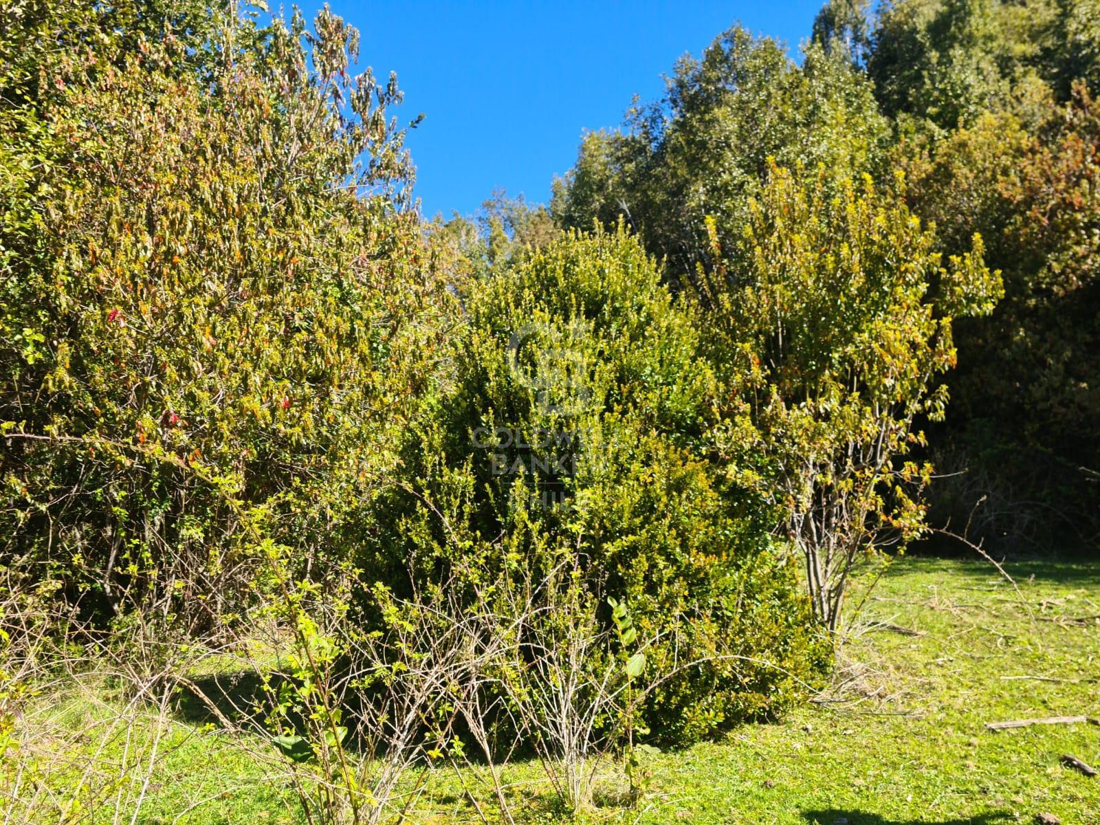 Fresia, Chile, ,Residential,For Sale,1913252