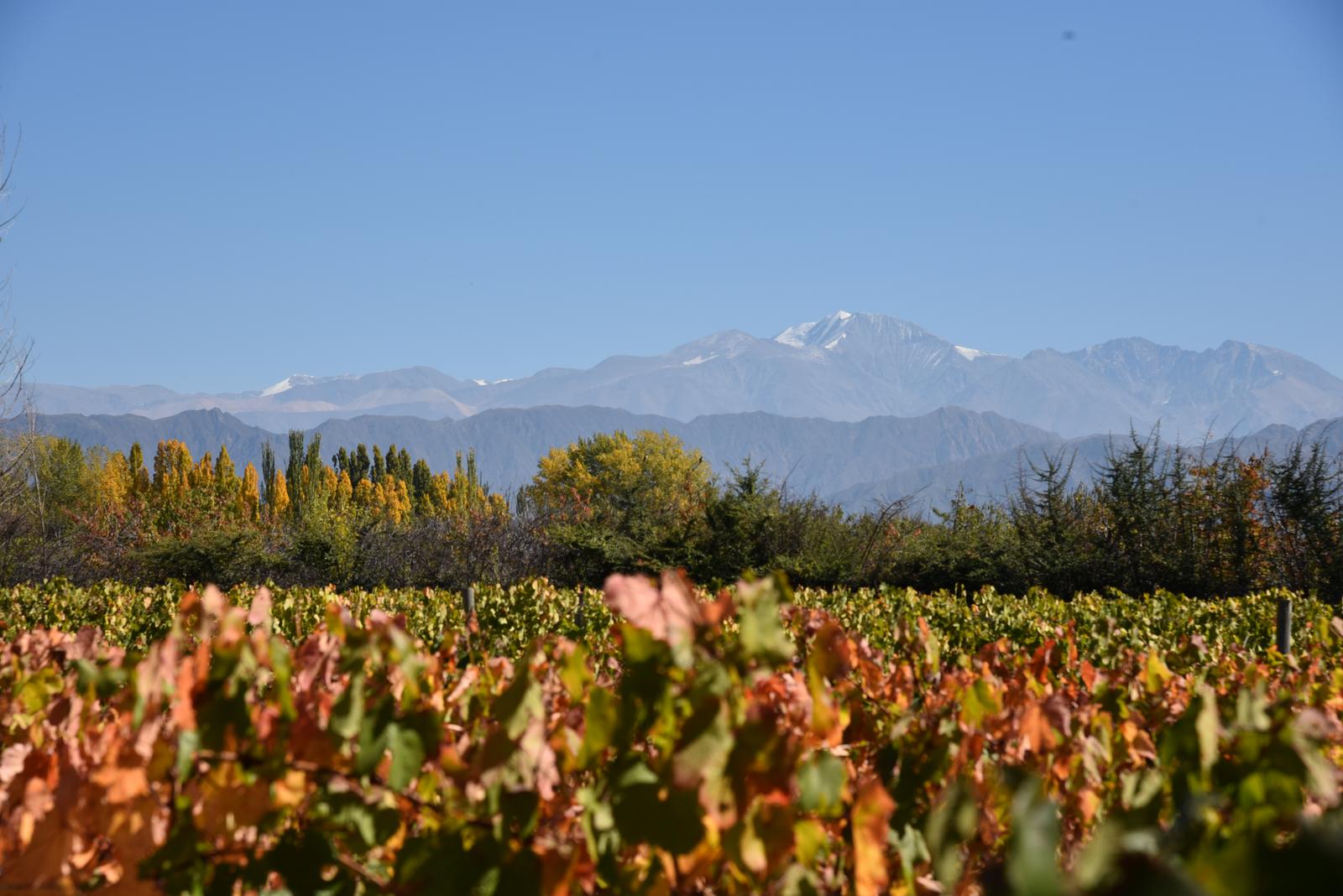 Lujan De Cuyo, AR-M, AR, 5 Bedrooms Bedrooms, ,8 BathroomsBathrooms,Residential,For Sale,1999071