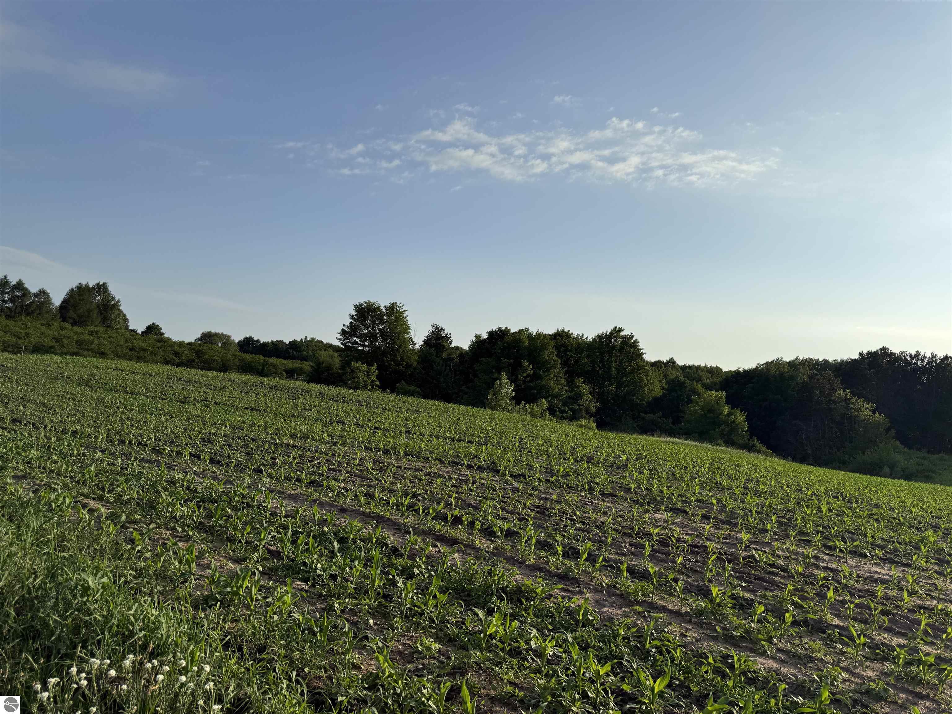 Beulah, Michigan, 49617, United States, ,Land,For Sale,1938552