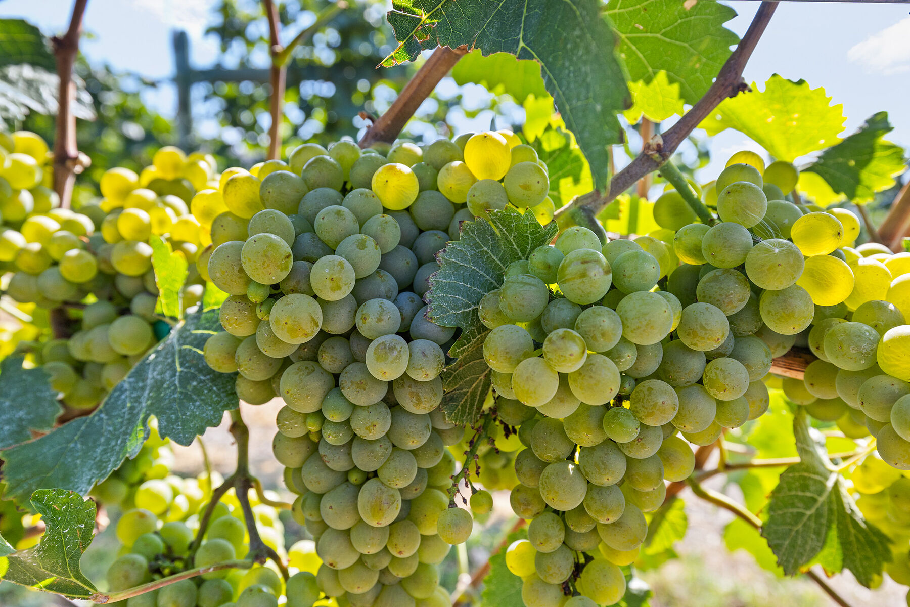  Boutique Okanagan Winery - 物件實景