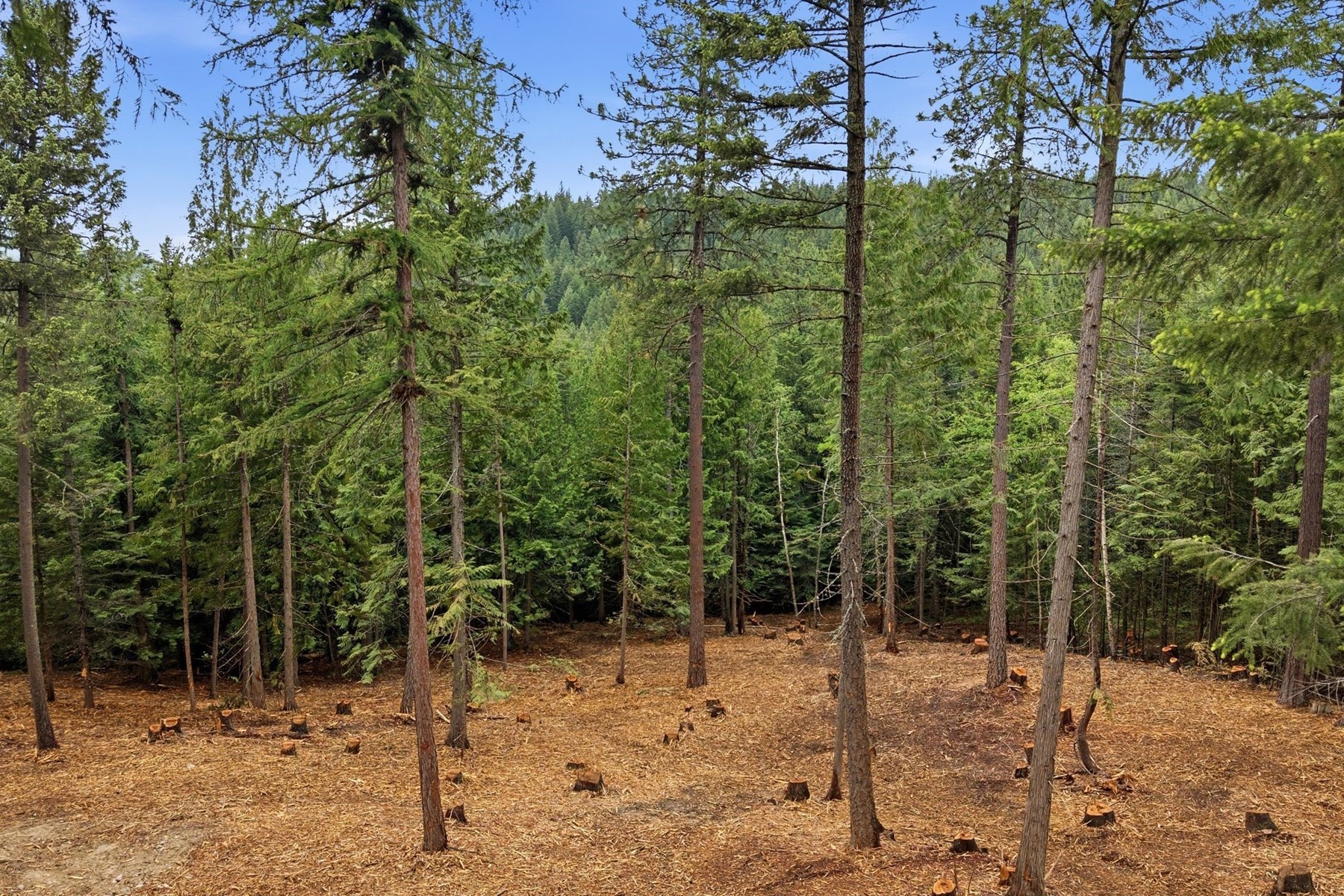  East of Clark Fork - 物件實景