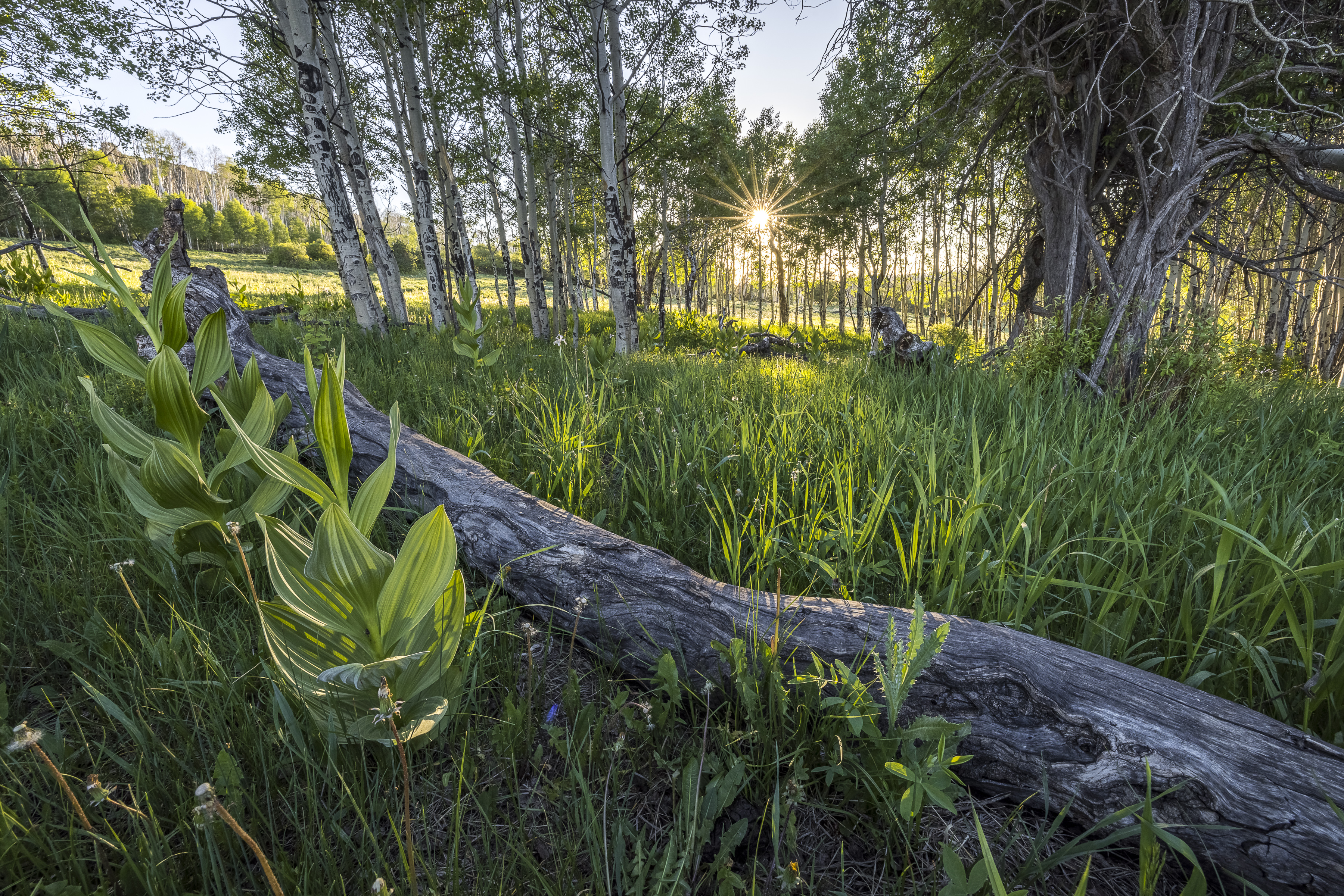  Telluride Renegade Ranch - 602 acres on Hastings Mesa - 物件實景