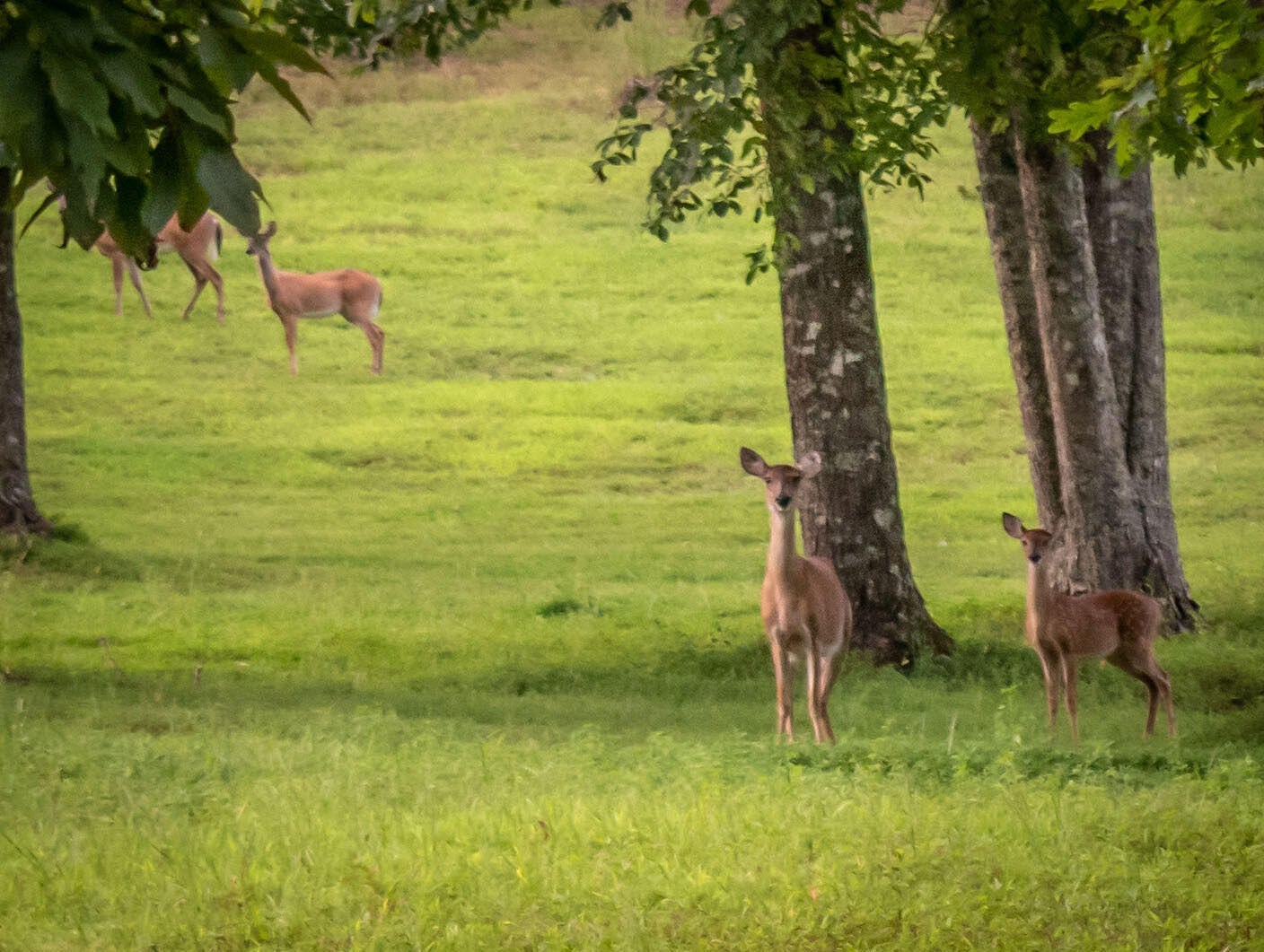Dunlap, Tennessee, 37327, United States, 4 Bedrooms Bedrooms, ,3 BathroomsBathrooms,Residential,For Sale,1974830
