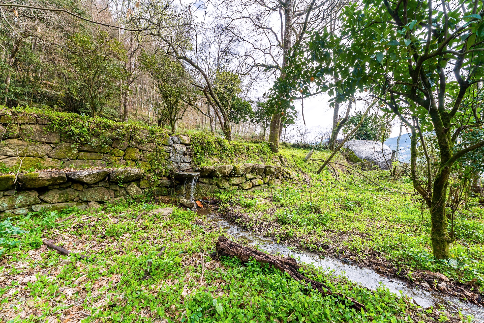 Farm for Sale - 物件實景
