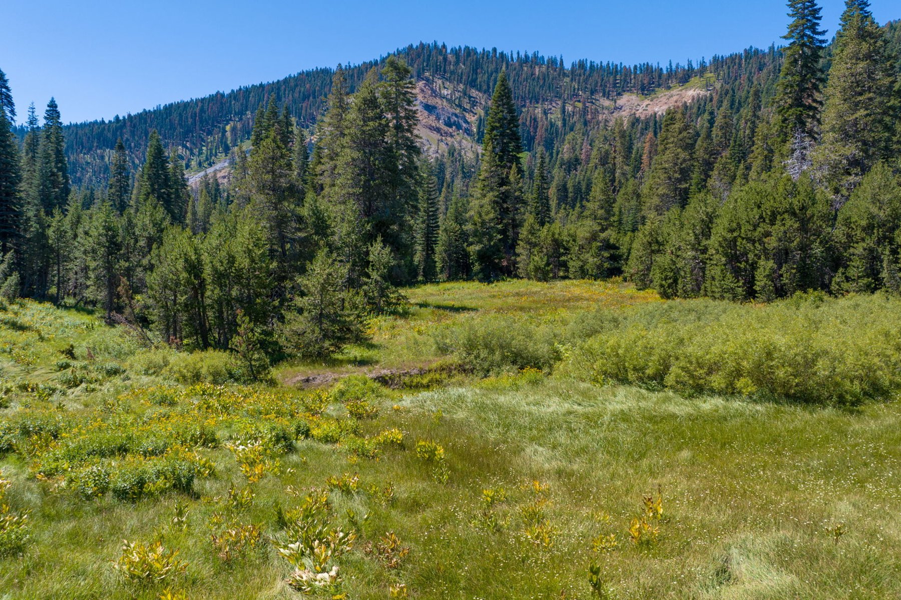  80 Acres of Pristine Land in the Middle of Plumas Eureka State Park - 物件實景