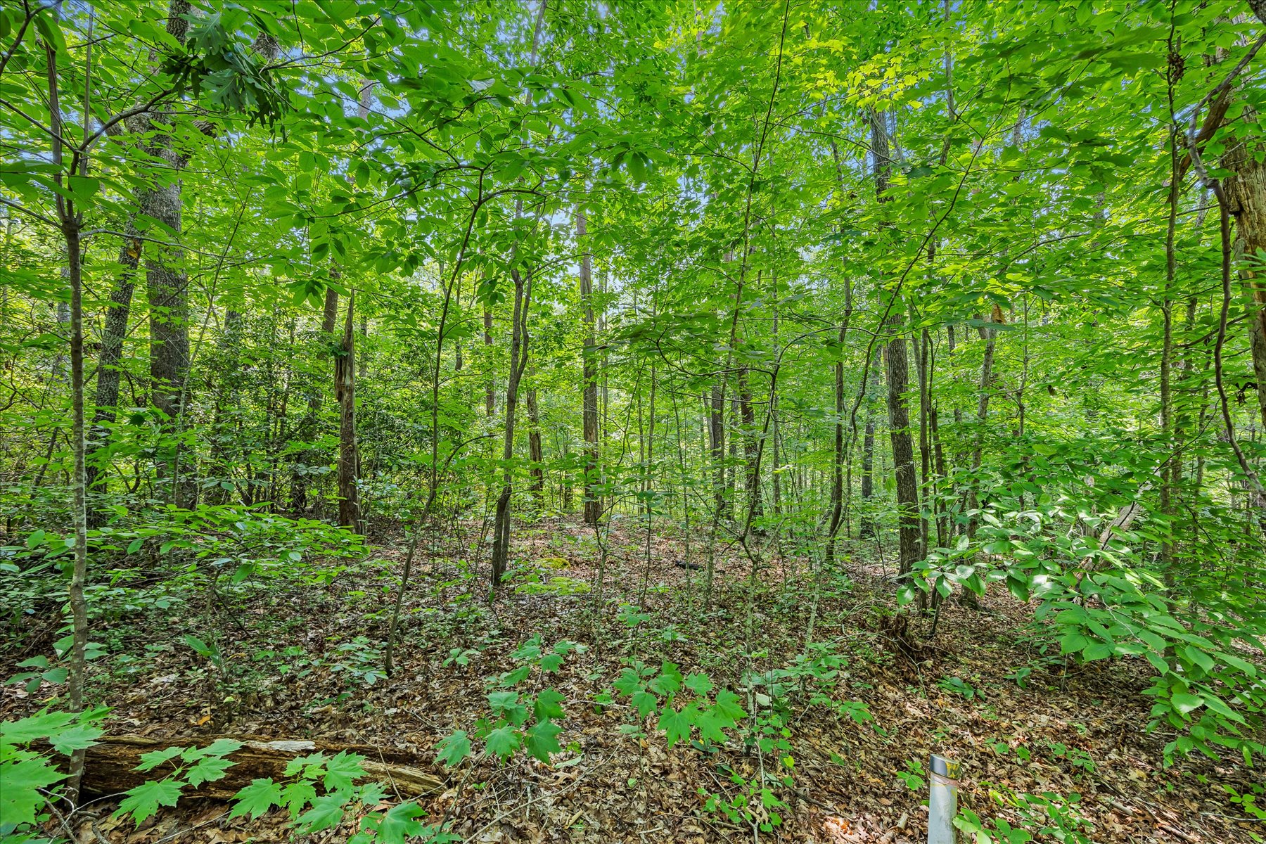  14 Alsace Way, Travelers Rest, SC 29690 - 物件實景