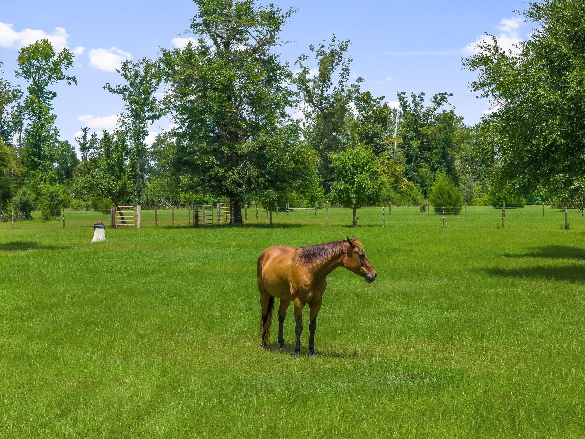 Youngstown, Florida, 32466, United States, 6 Bedrooms Bedrooms, ,6 BathroomsBathrooms,Residential,For Sale,1981831