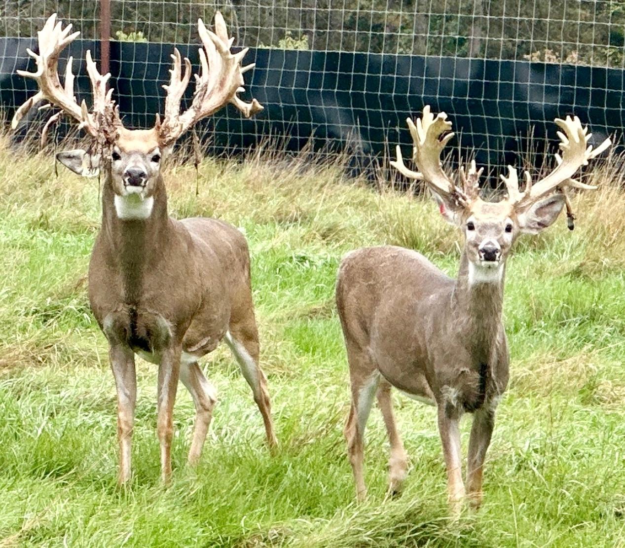 Lake Tomahawk, Wisconsin, 54487, United States, ,Residential,For Sale,1973874