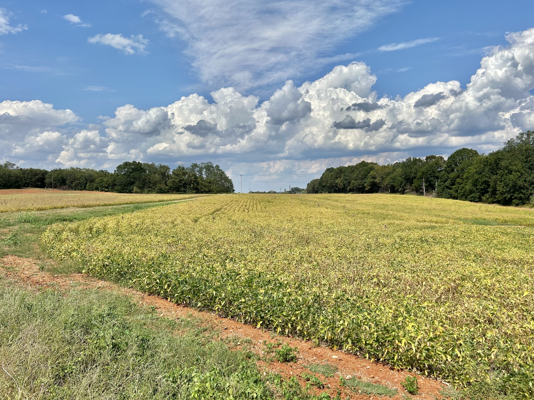 Decherd, Tennessee, 37324, United States, ,Land,For Sale,2016602