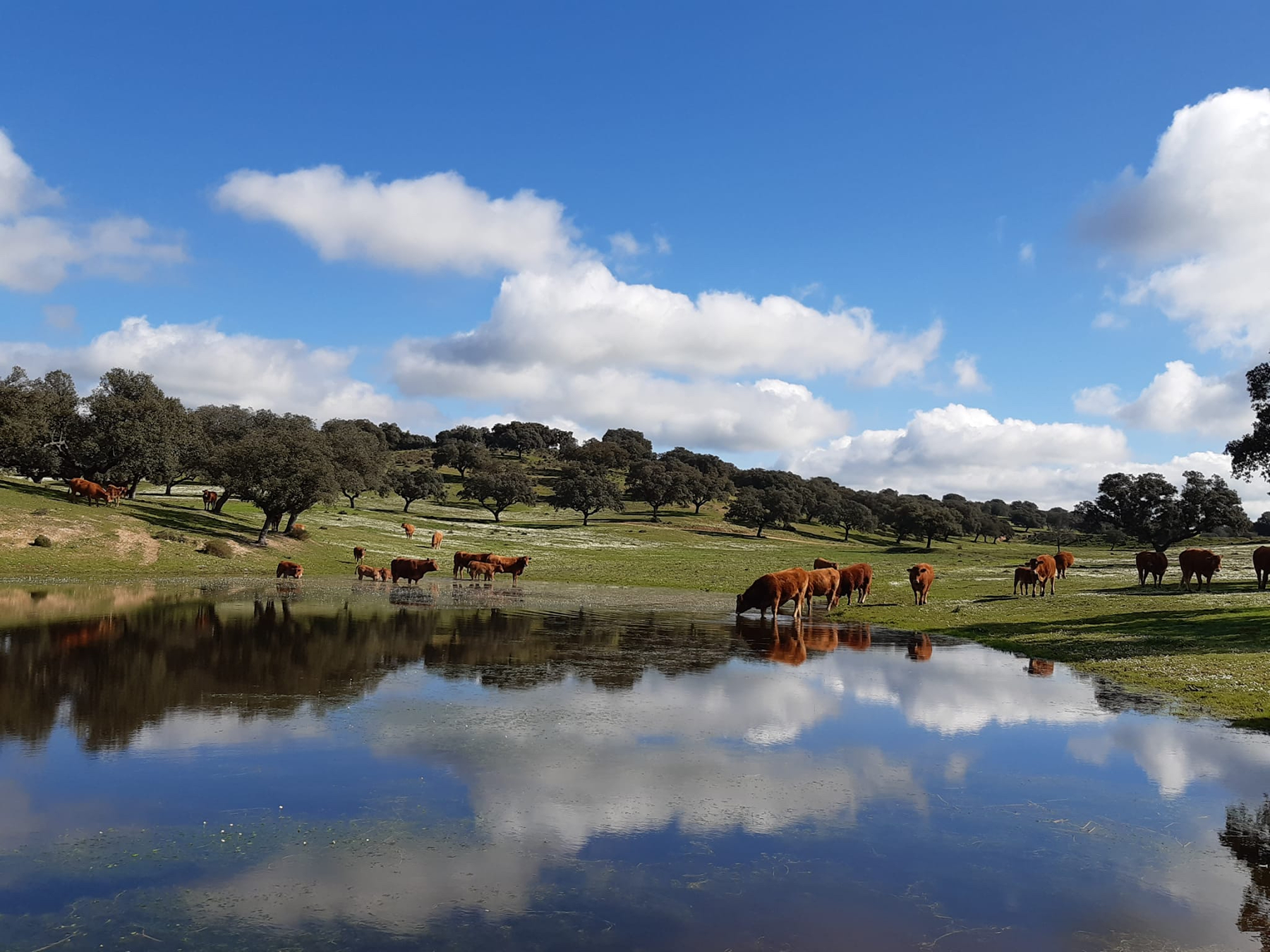  Dehesa los Cuartos estate in Extremadura with 217 hectares - 物件實景