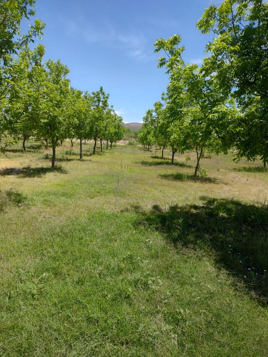 San Francisco de Conchos, Chihuahua, 33680, Mexico, 1 Bedroom Bedrooms, ,Residential,For Sale,1991228