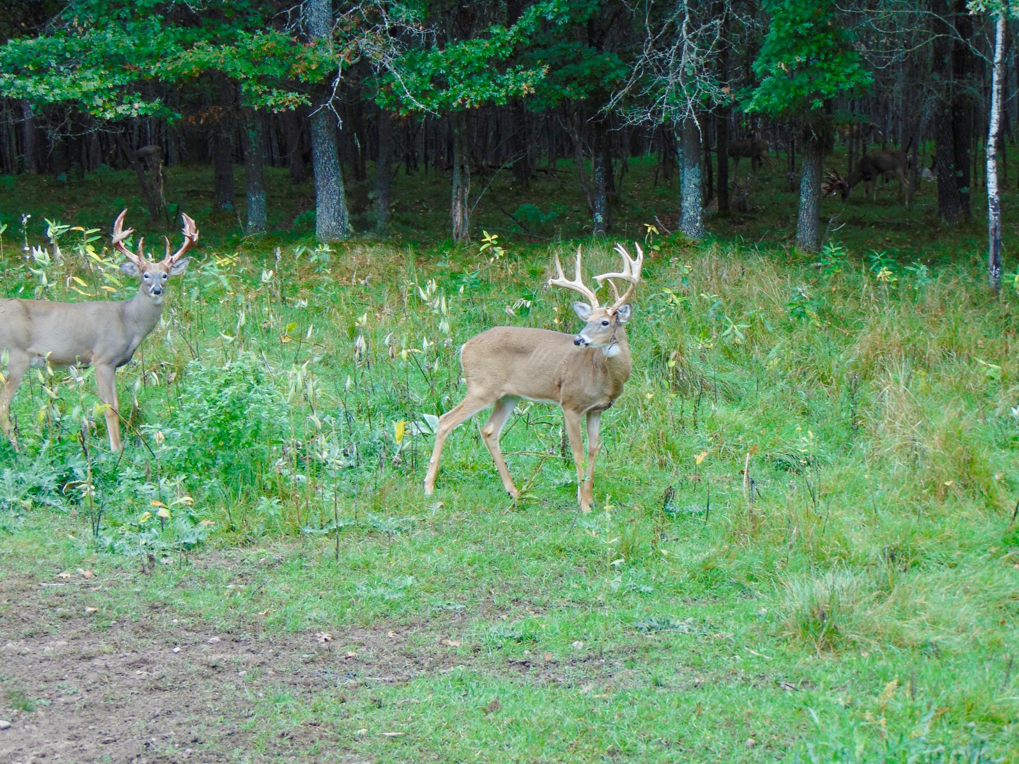 Lake Tomahawk, Wisconsin, 54487, United States, ,Residential,For Sale,1973874