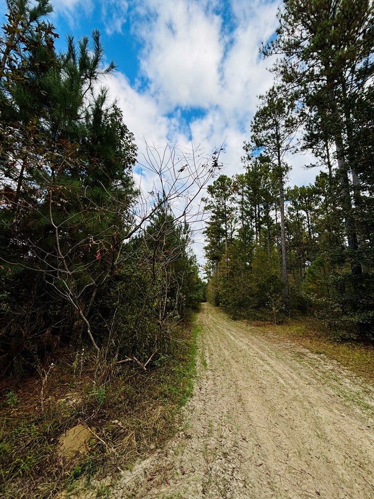 Abbeville, Georgia, 31001, United States, ,Land,For Sale,1975130
