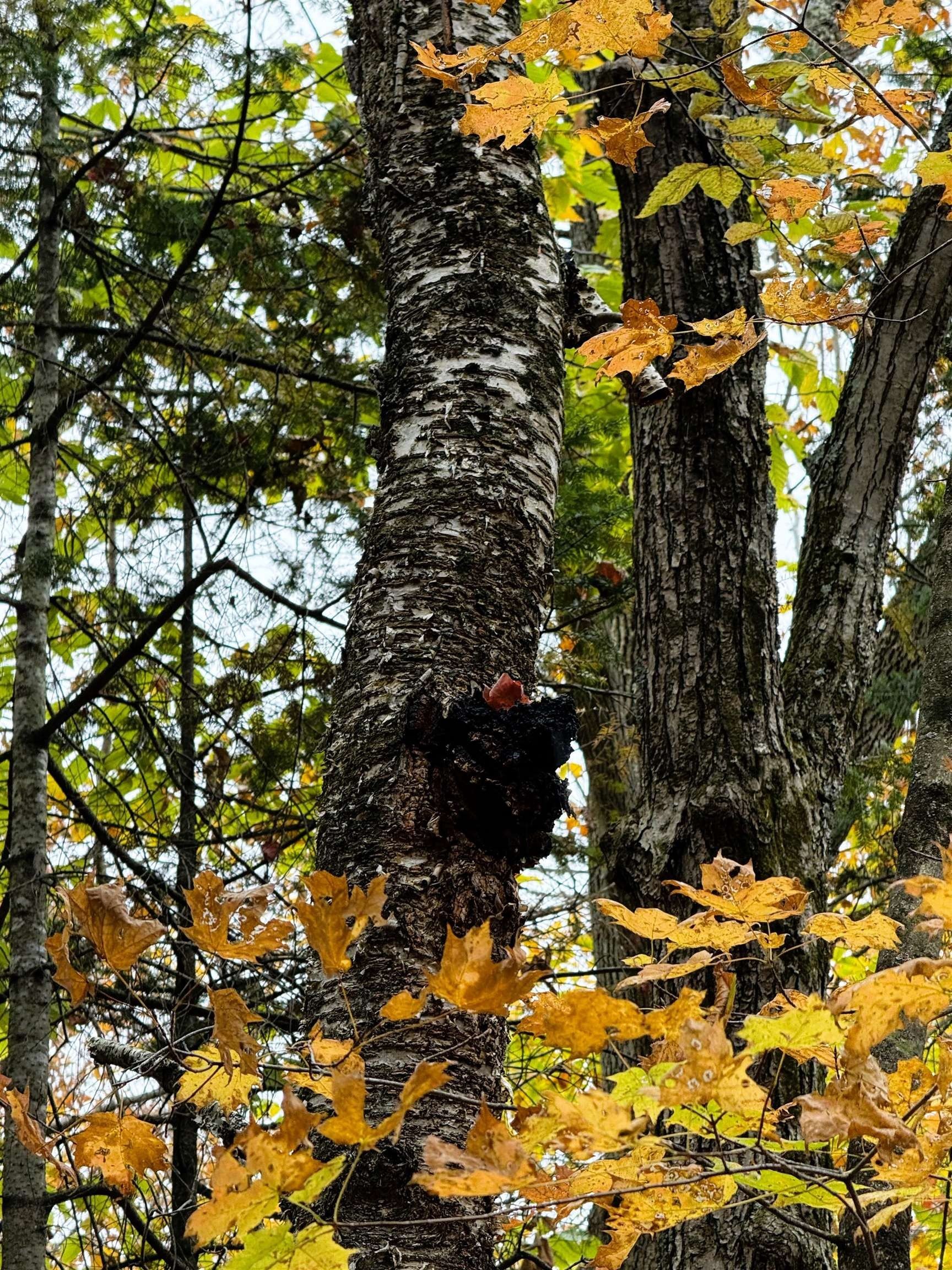 Newport Town, Vermont, 05857, United States, 3 Bedrooms Bedrooms, ,3 BathroomsBathrooms,Residential,For Sale,1980373