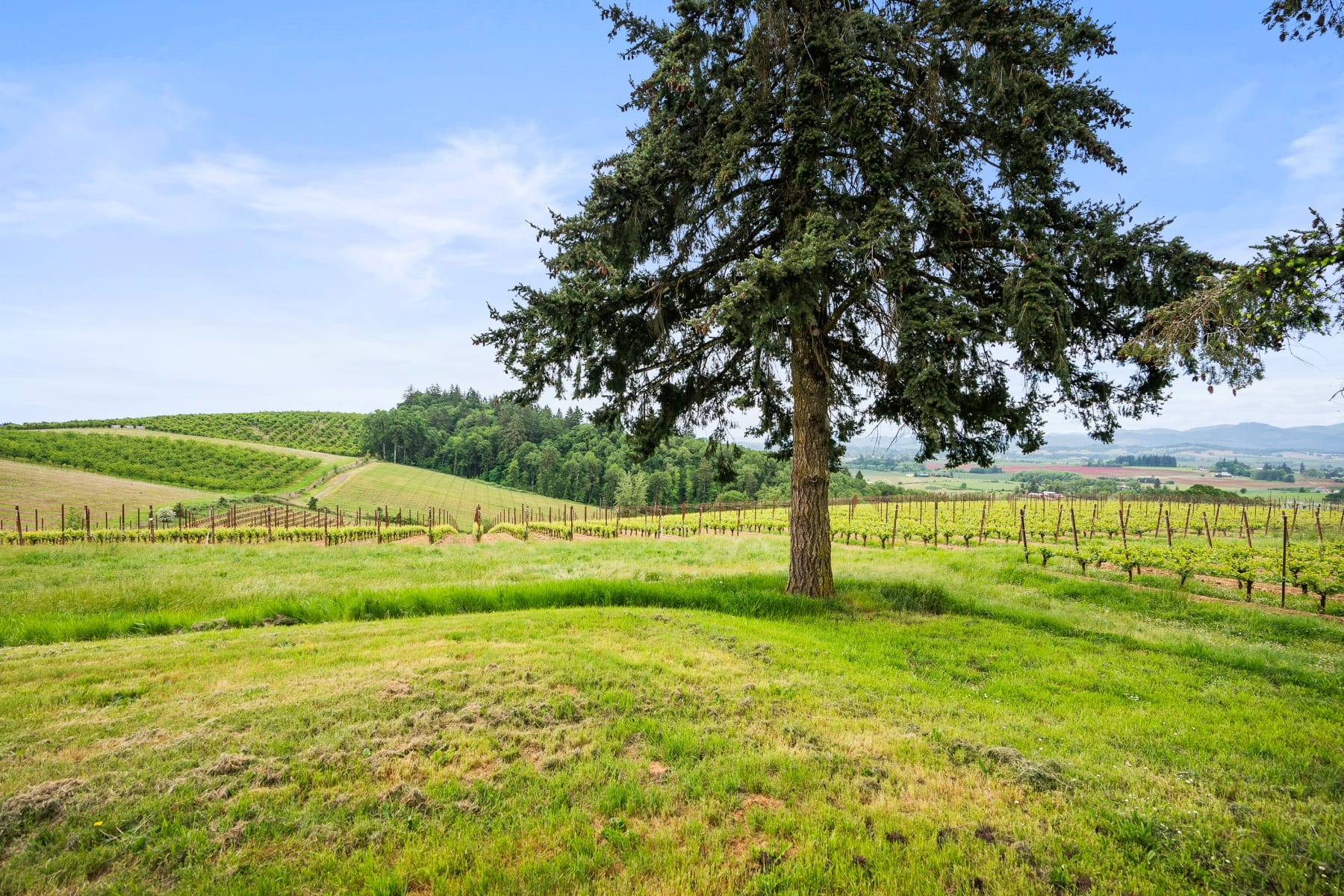  8810 NE BLACKBURN RD Yamhill, OR 97148 - 物件實景