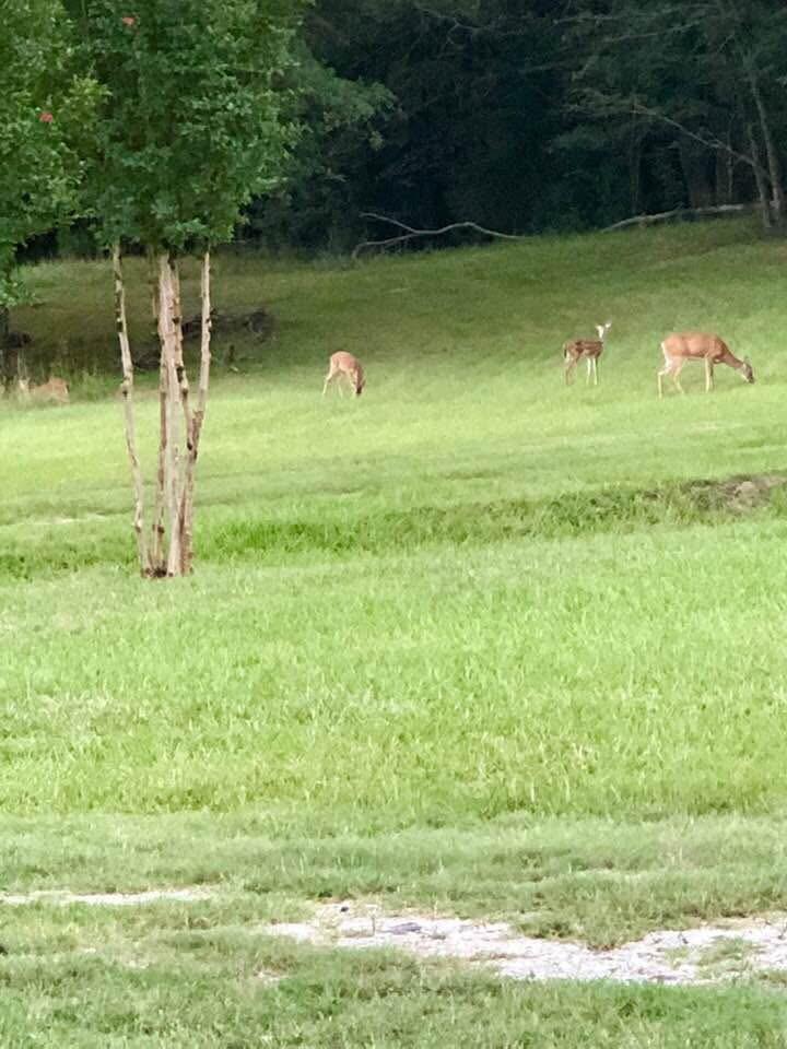 Rayle, Georgia, 30660, United States, 4 Bedrooms Bedrooms, ,3 BathroomsBathrooms,Residential,For Sale,1994515