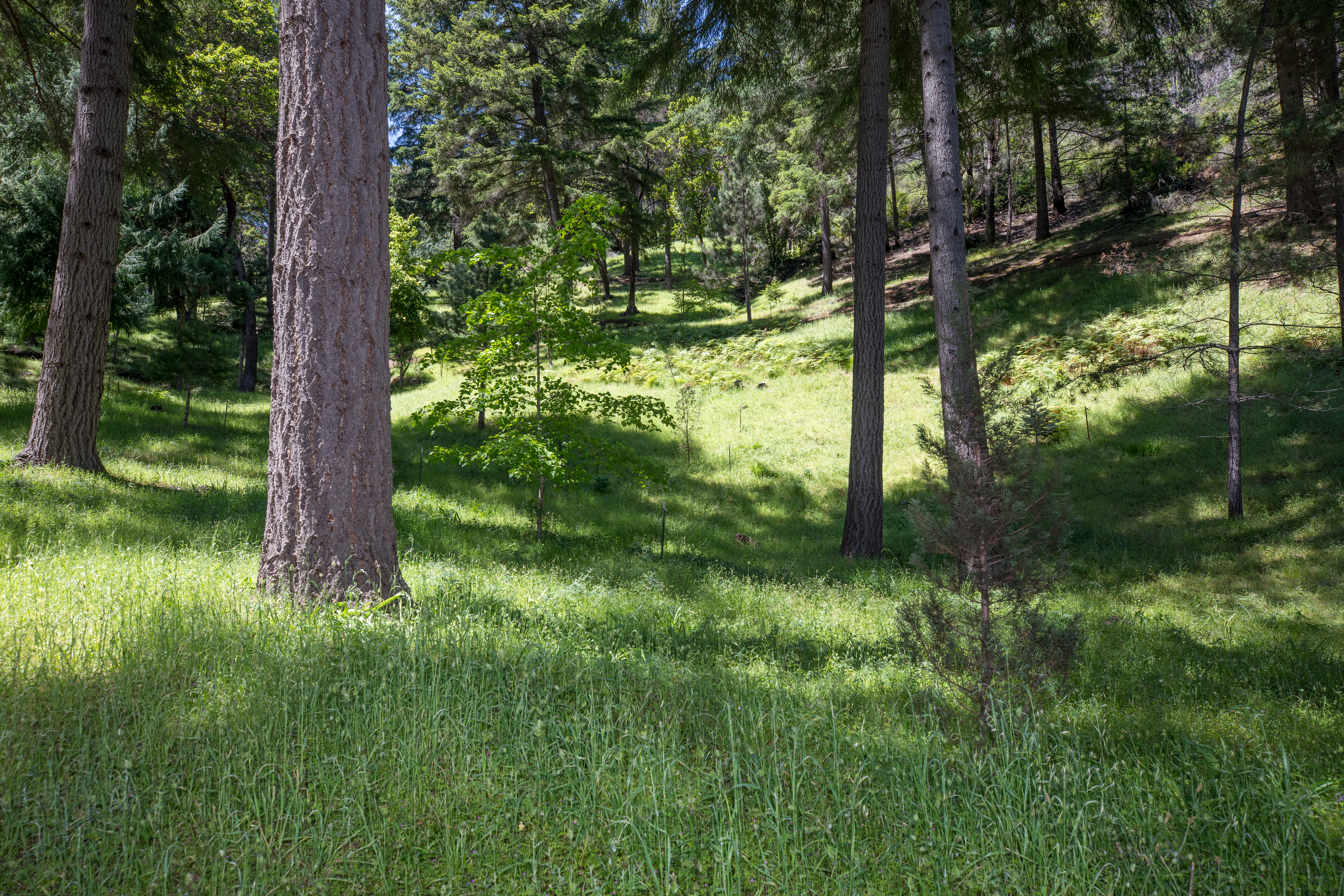  18900 Armstrong Woods Road, Guerneville, CA 95446 - 物件實景