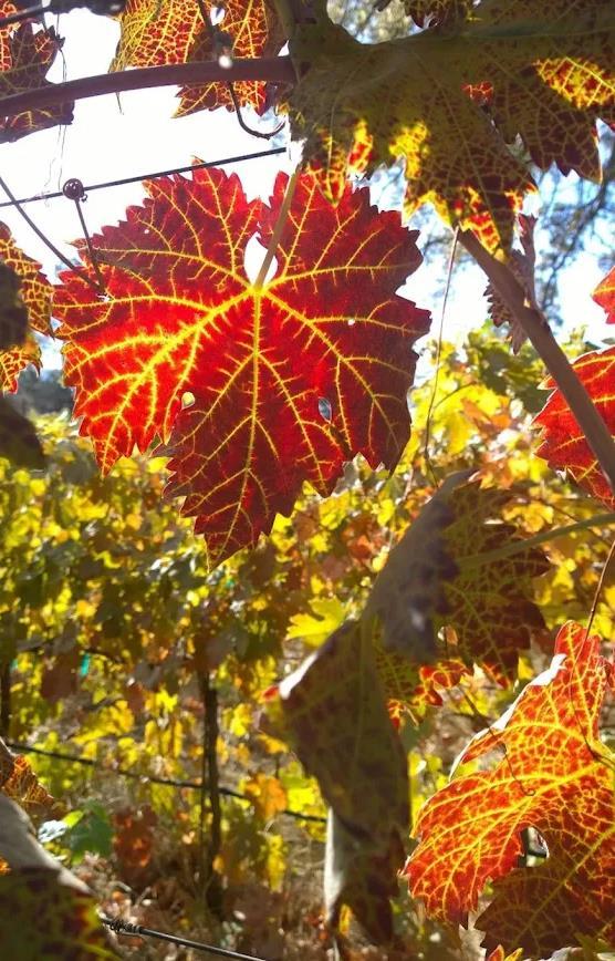 O Neals, California, 93645, United States, 3 Bedrooms Bedrooms, ,2 BathroomsBathrooms,Residential,For Sale,1981771