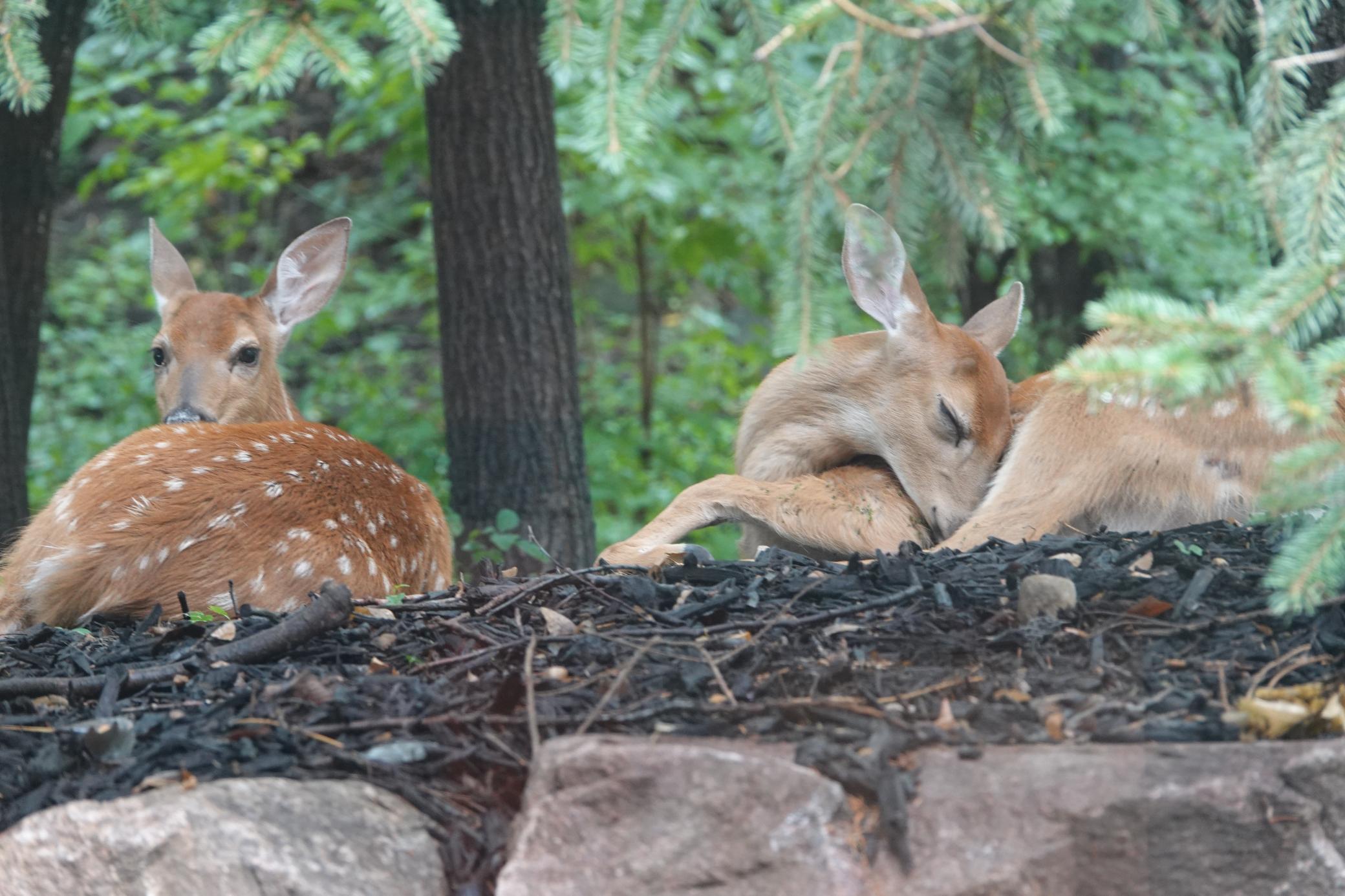 Lakeville, Minnesota, 55044, United States, 4 Bedrooms Bedrooms, ,3 BathroomsBathrooms,Residential,For Sale,1963667