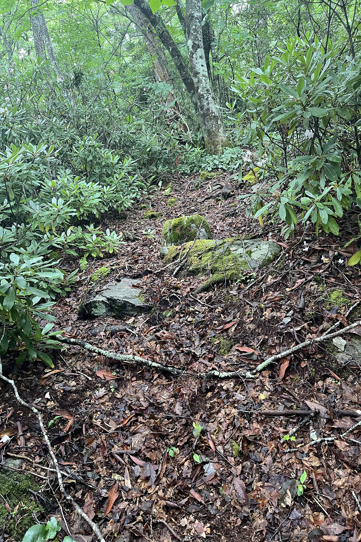  BOULDER CREEK - BOONE - 物件實景