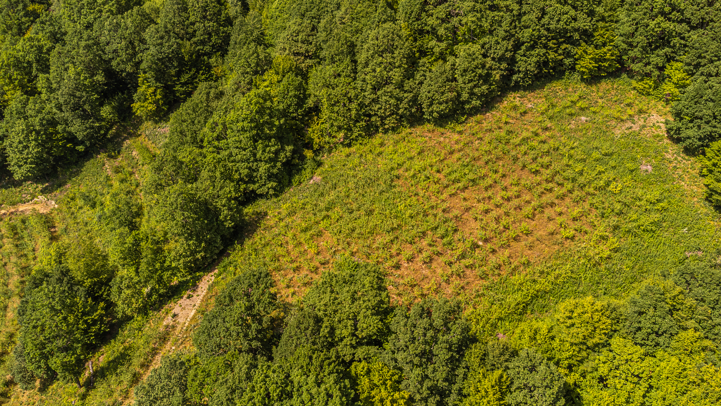  Versatile 22-Hectare Private Estate - Forested Heart of the Apuseni Mountains - 物件實景