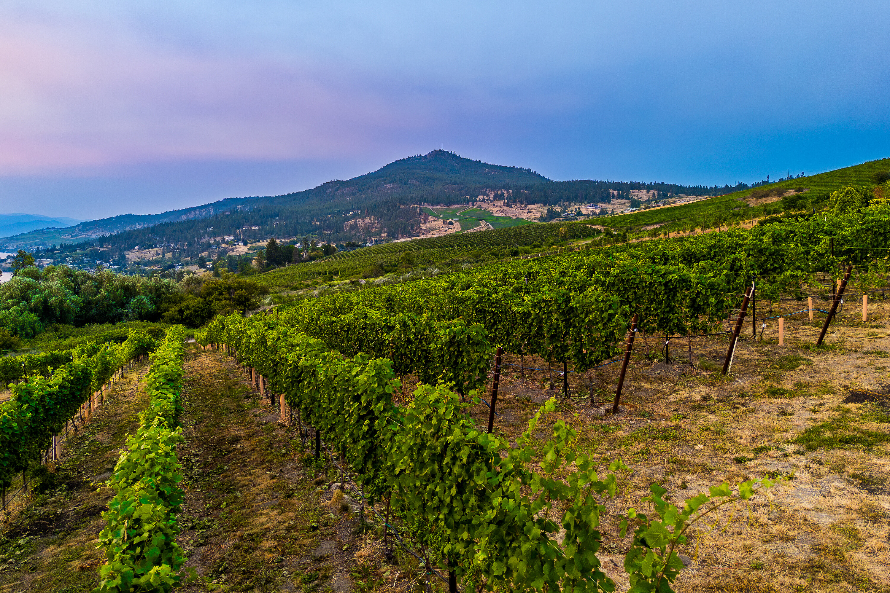  Scenic Vineyard Home - 物件實景