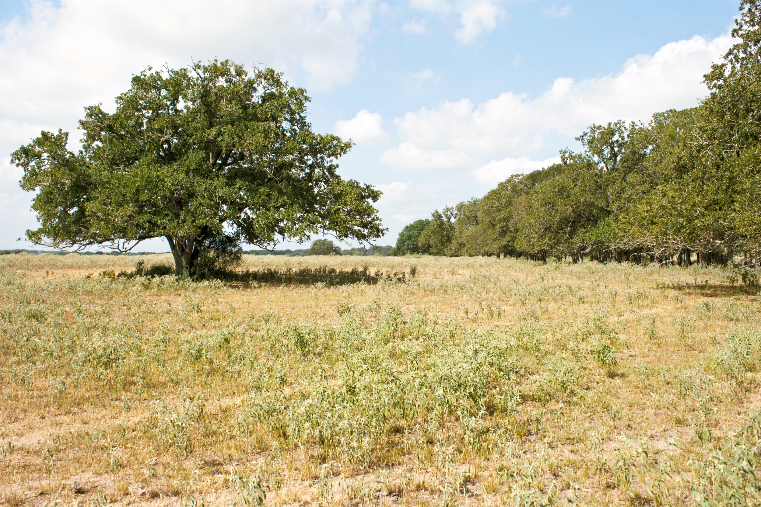  Bar Nothing Ranch, Fayette County - 物件實景