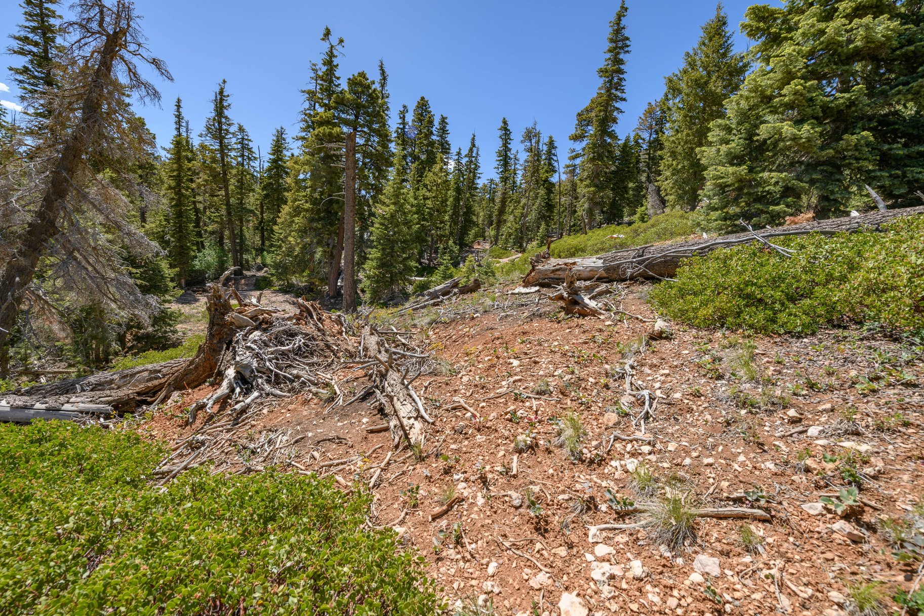  Quiet Mountain Retreat Near Navajo Lake - 物件實景