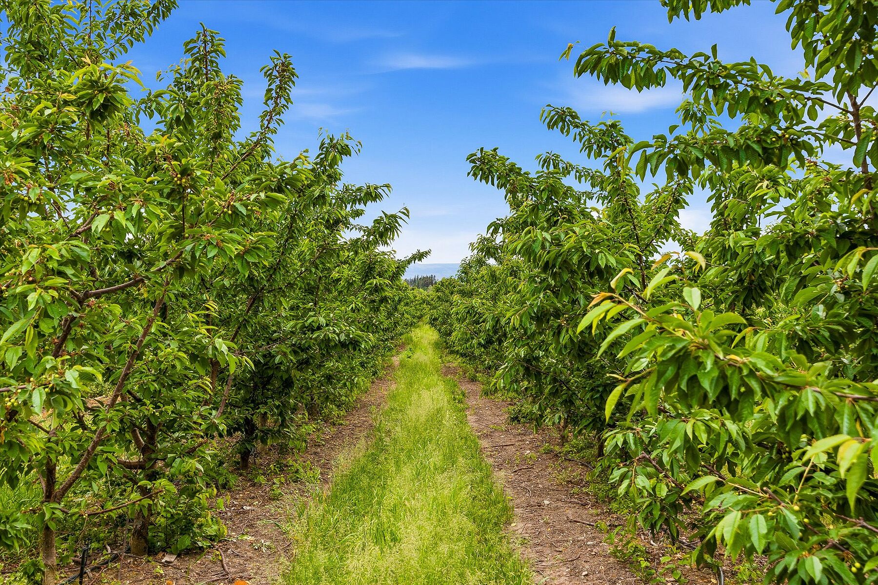  17.66 Acre Cherry Orchard - 物件實景
