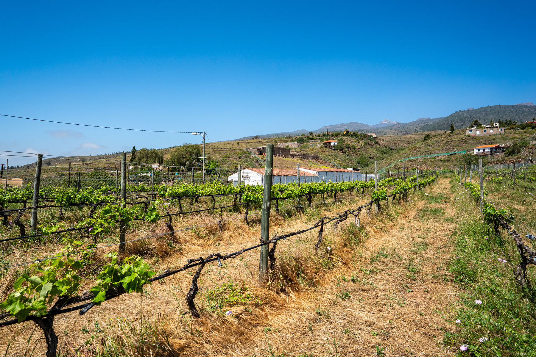 Traditional Agricultural Estate with Winery in Tenerife South - 物件實景