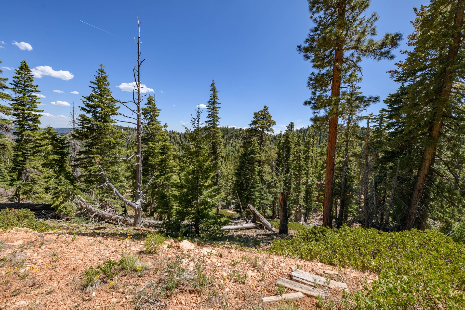 Quiet Mountain Retreat Near Navajo Lake - 物件實景