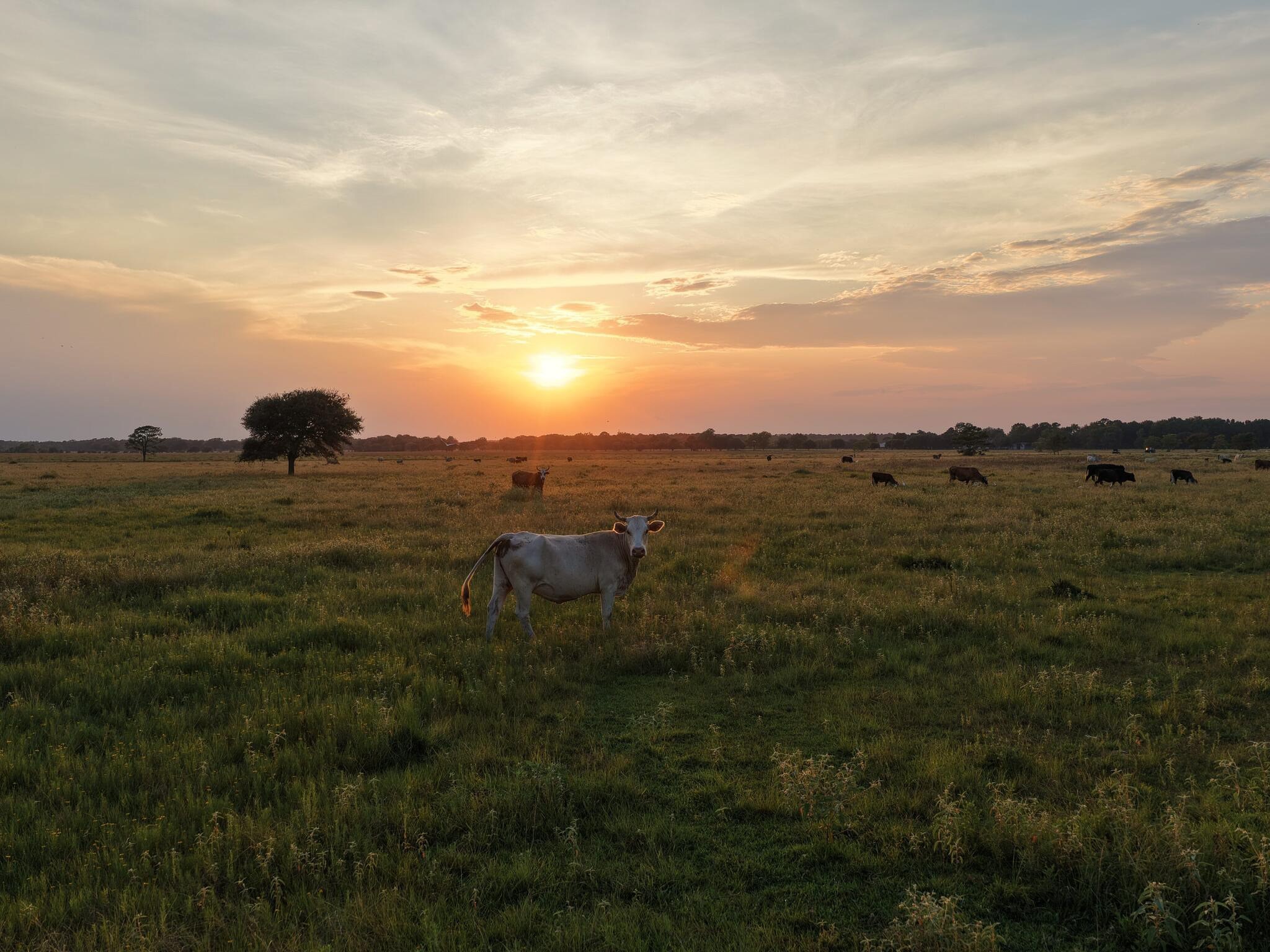 Anahuac, Texas, 77514, United States, ,Land,For Sale,1947447