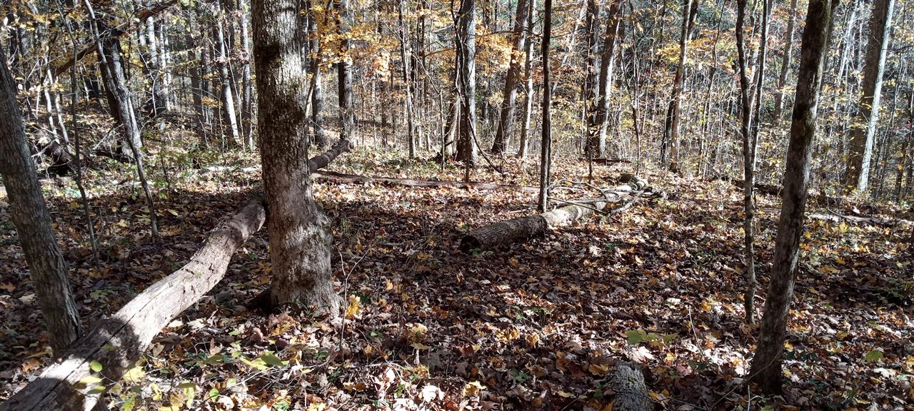 Willow Shade, Kentucky, 42166, United States, 3 Bedrooms Bedrooms, ,2 BathroomsBathrooms,Residential,For Sale,1991903