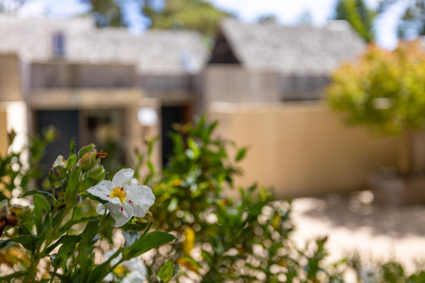 Carmel, California, 93923, United States, 3 Bedrooms Bedrooms, ,2 BathroomsBathrooms,Residential,For Sale,1901917