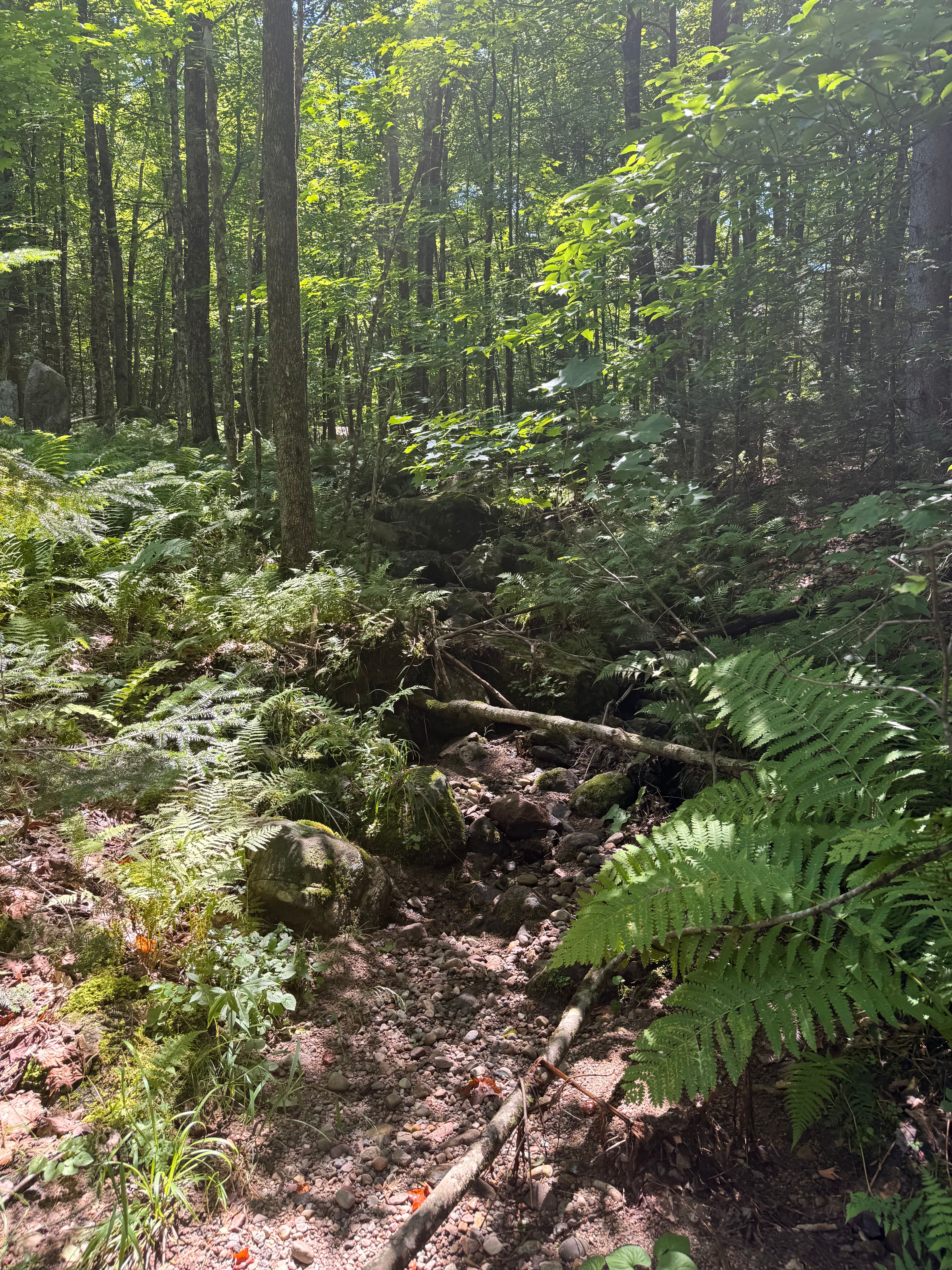 TBD Cook Road, St. Regis Falls, NY 12980 - 物件實景